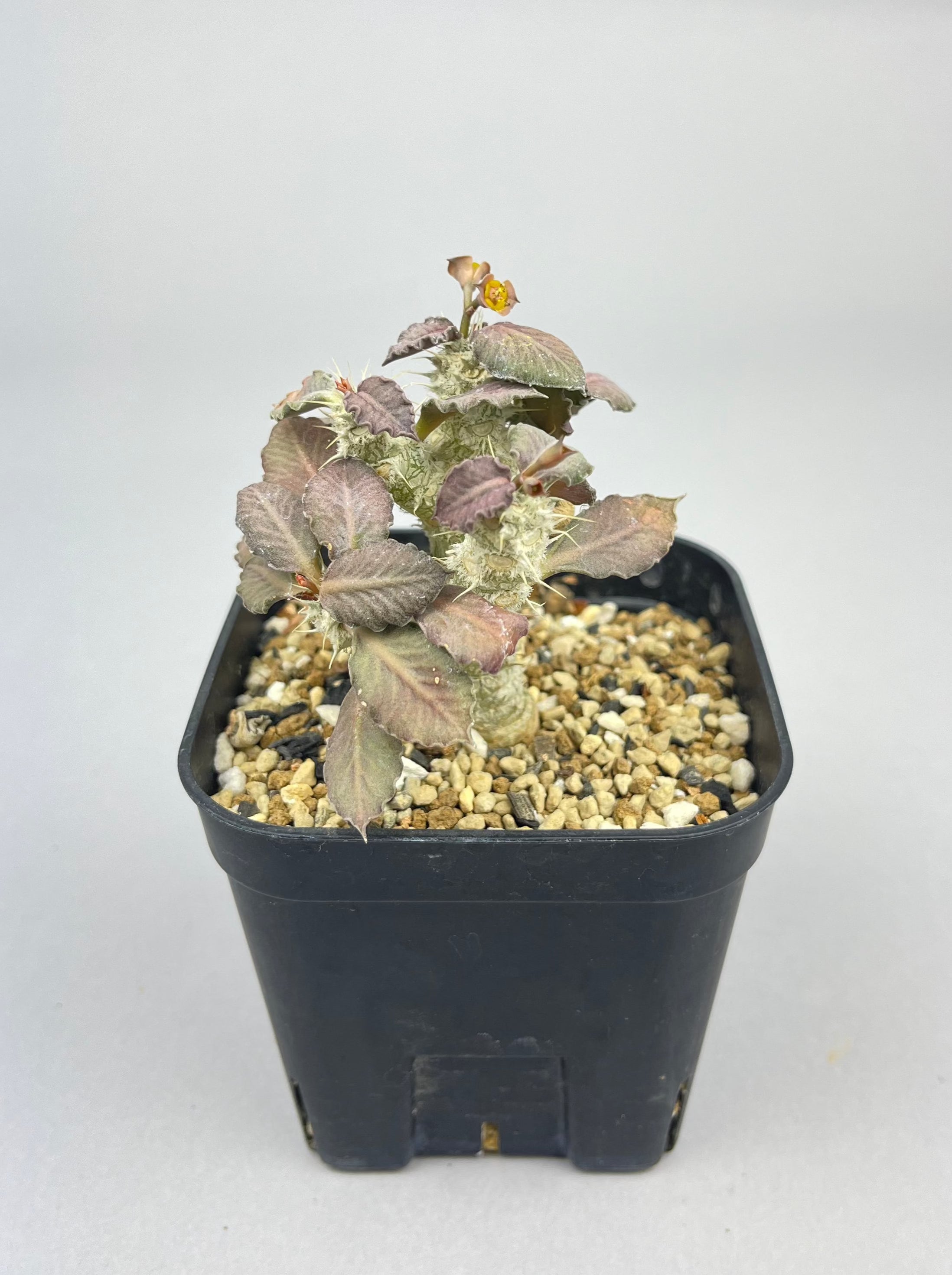 アデュピア ユーフォルビア_その他 – Hachi-8