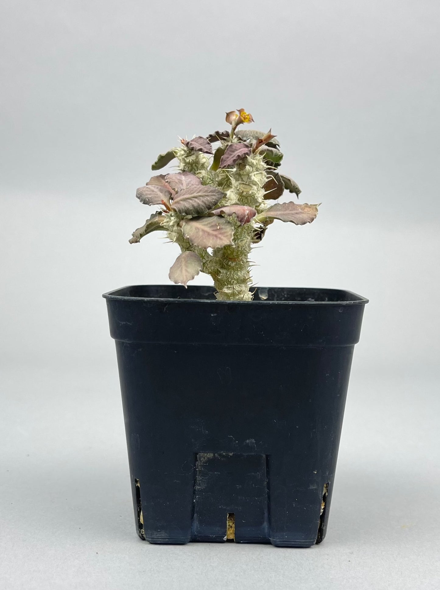 ユーフォルビア トゥレアレンシス 「Euphorbia tulearensis」/EU0028 ①