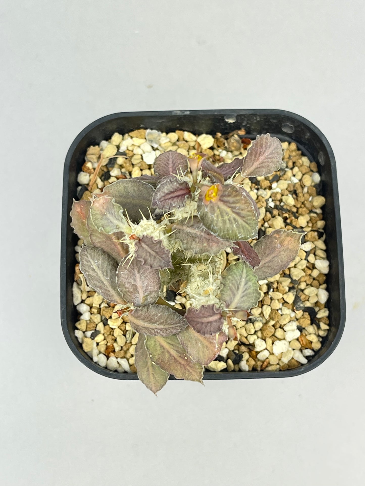 ユーフォルビア トゥレアレンシス 「Euphorbia tulearensis」/EU0028 ①