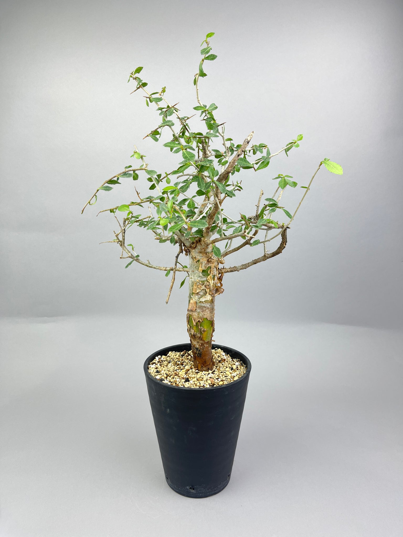 コミフォラ エミニー「Commiphora eminii 」/ET0351　⑤