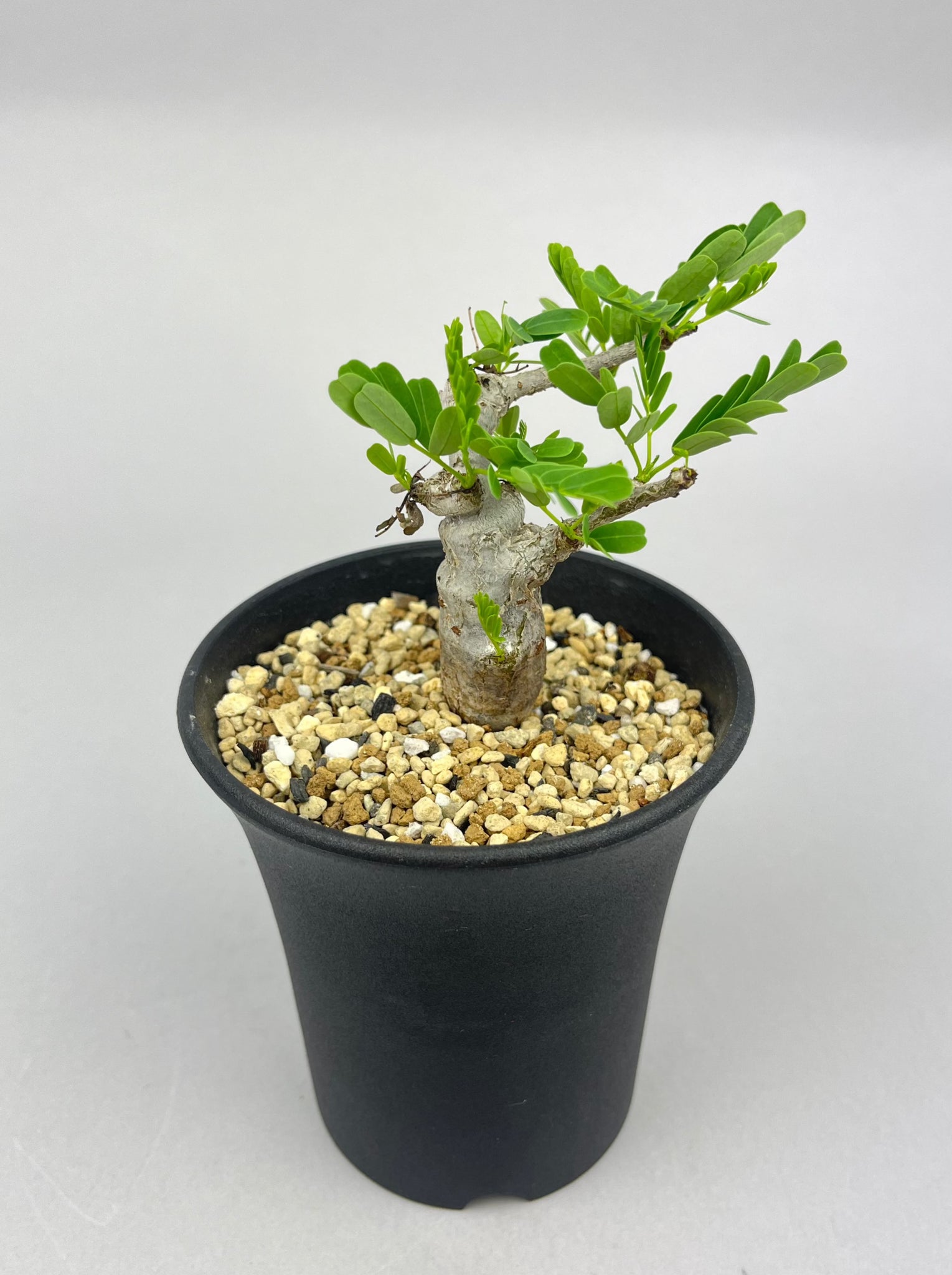 センナ メリディオナリス 実生「Senna meridionalis」/ET0327-1 ①