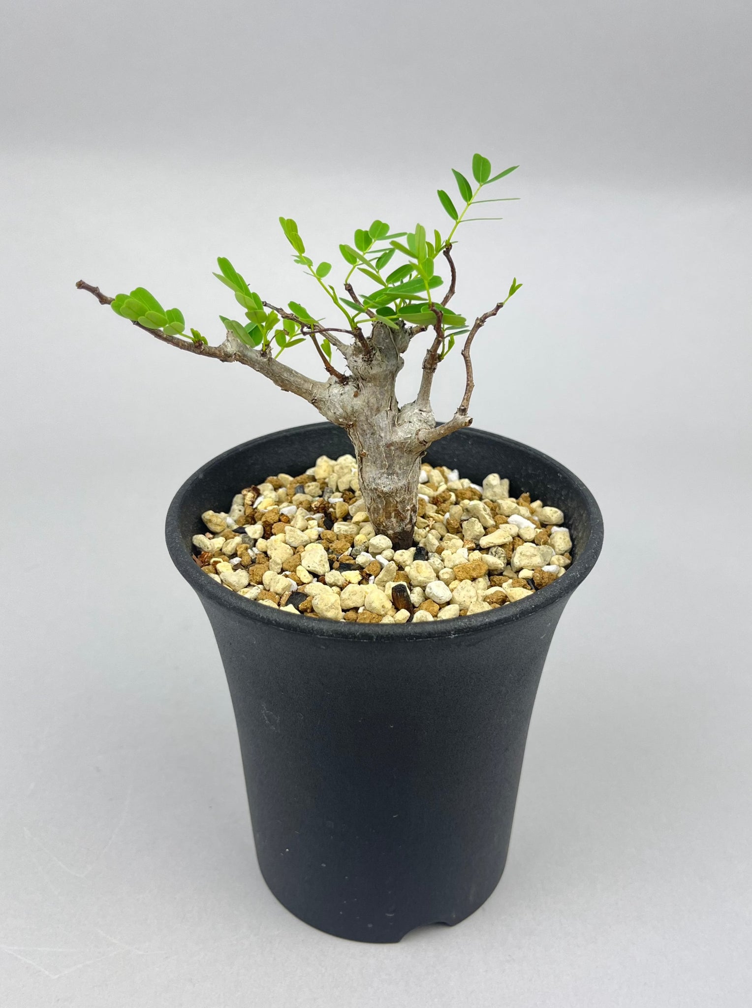 センナ メリディオナリス 実生「Senna meridionalis」/ET0327-2 ①