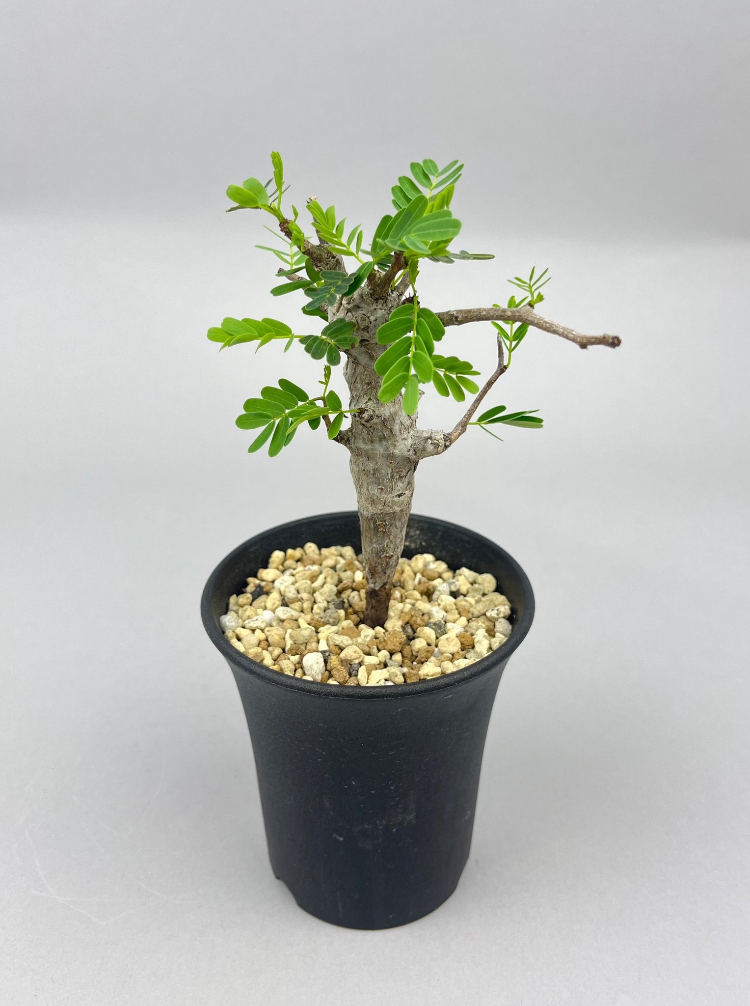 センナ メリディオナリス 実生「Senna meridionalis」/ET0327-3 ②