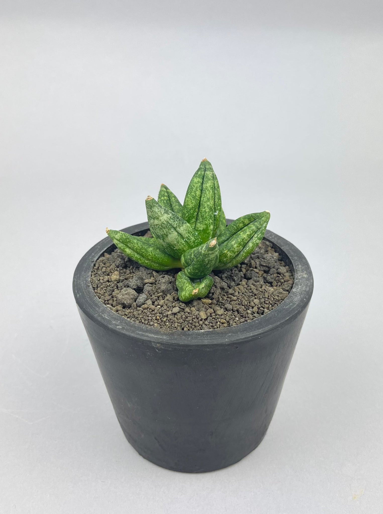 サンセベリア イザナイ「Sansevieria Izanai 」/　2ー ①