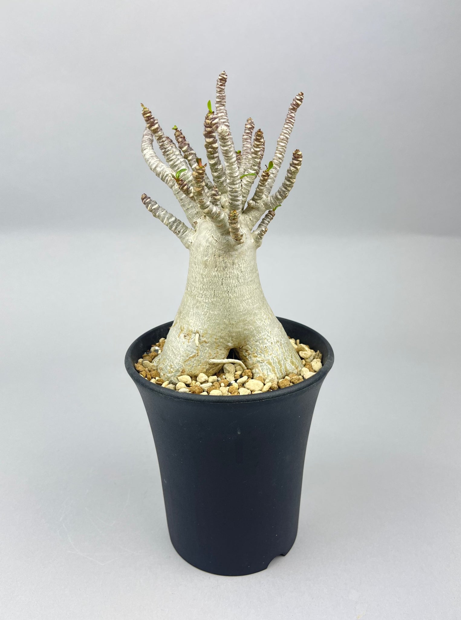 アデニウム アラビカム  コンパクト「Adenium arabicum compact」/AD0112-2　②
