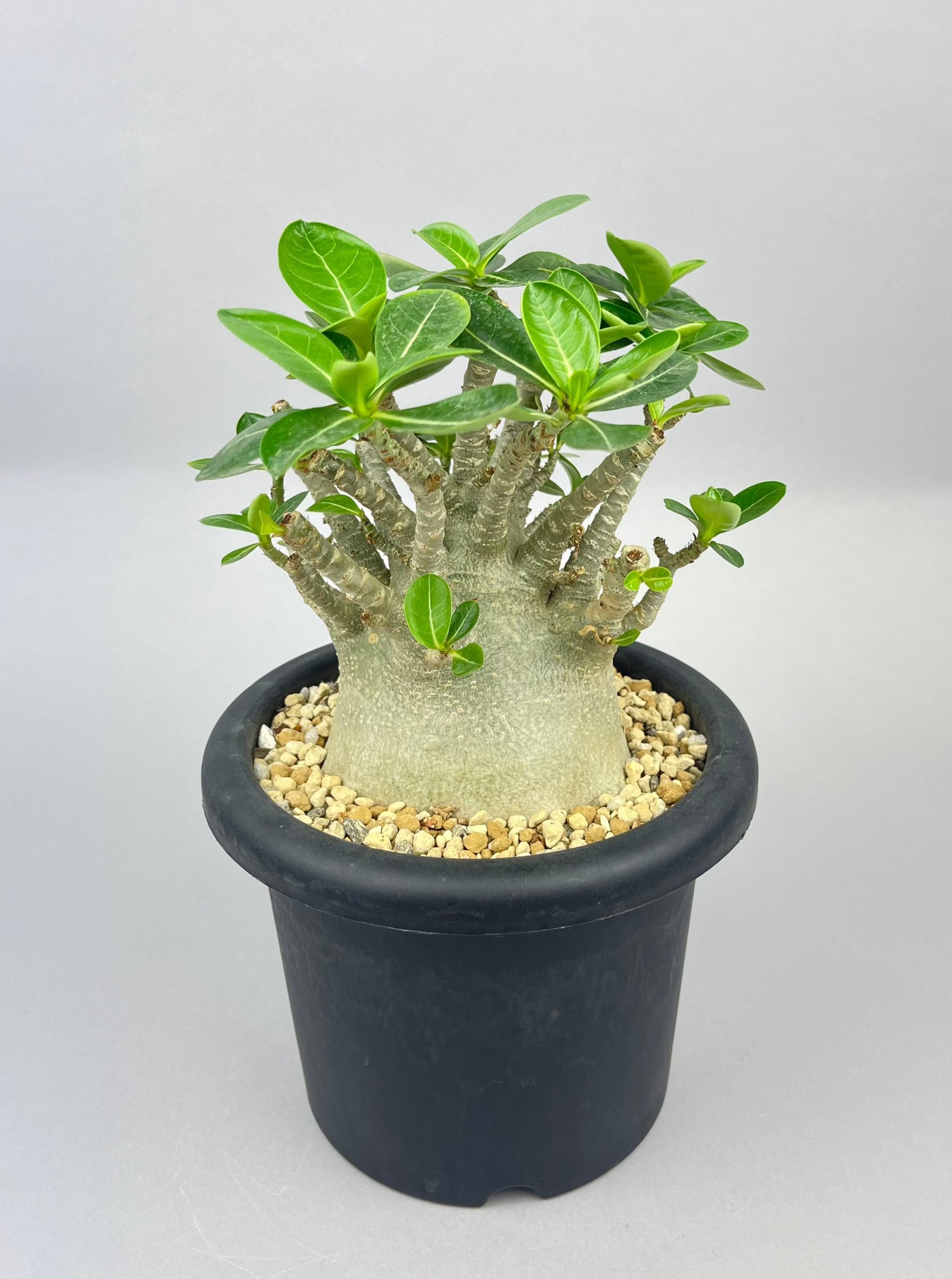 アデニウム アラビカム ドワーフ 「Adenium arabicum dwarf 」/AD0016　③