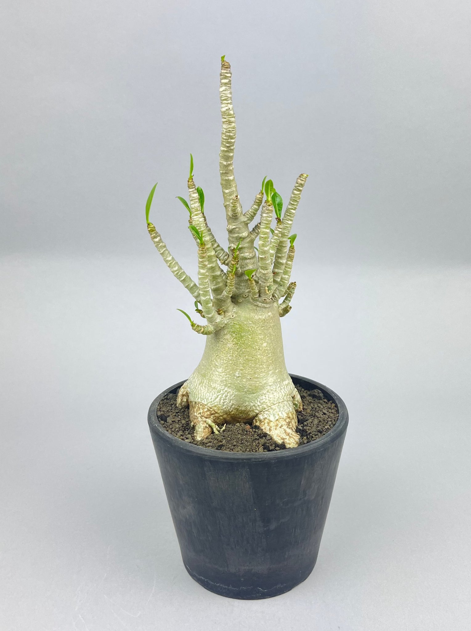 アデニウム アラビカム  コンパクト「Adenium arabicum compact」/AD0112-3　③