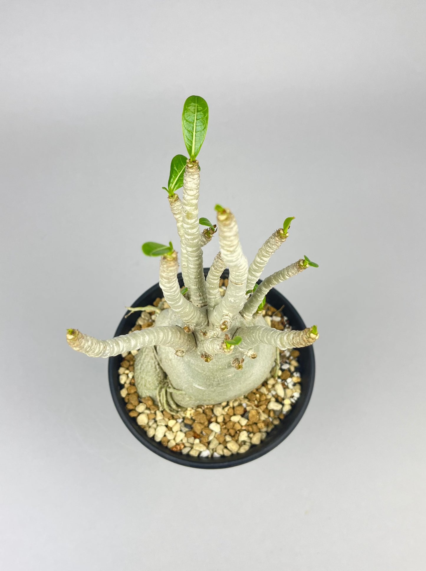 アデニウム アラビカム  コンパクト「Adenium arabicum compact」/AD0112-4　③