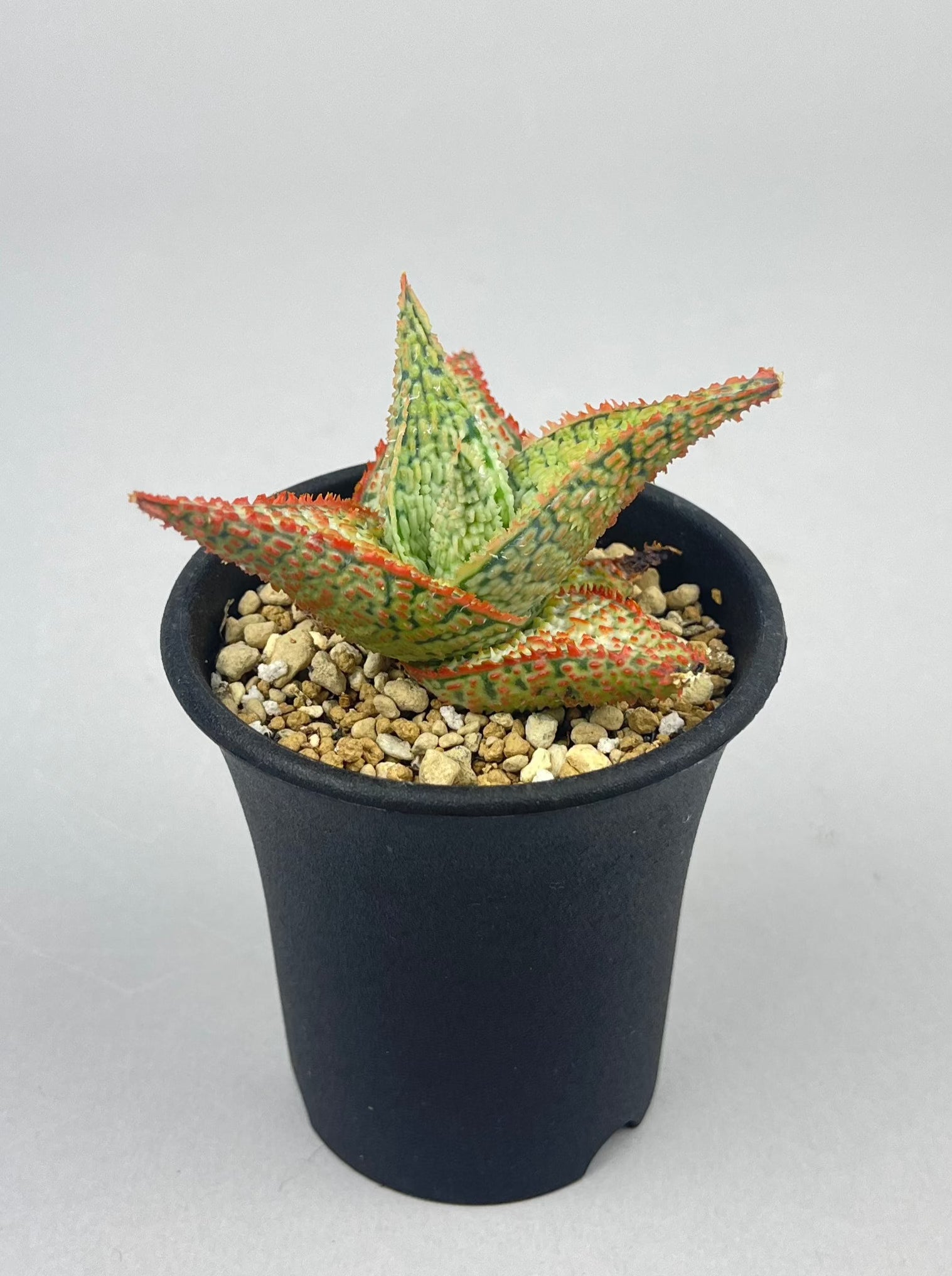 アロエ ハイブリッド「Aloe  hybrid」/AL0021　①
