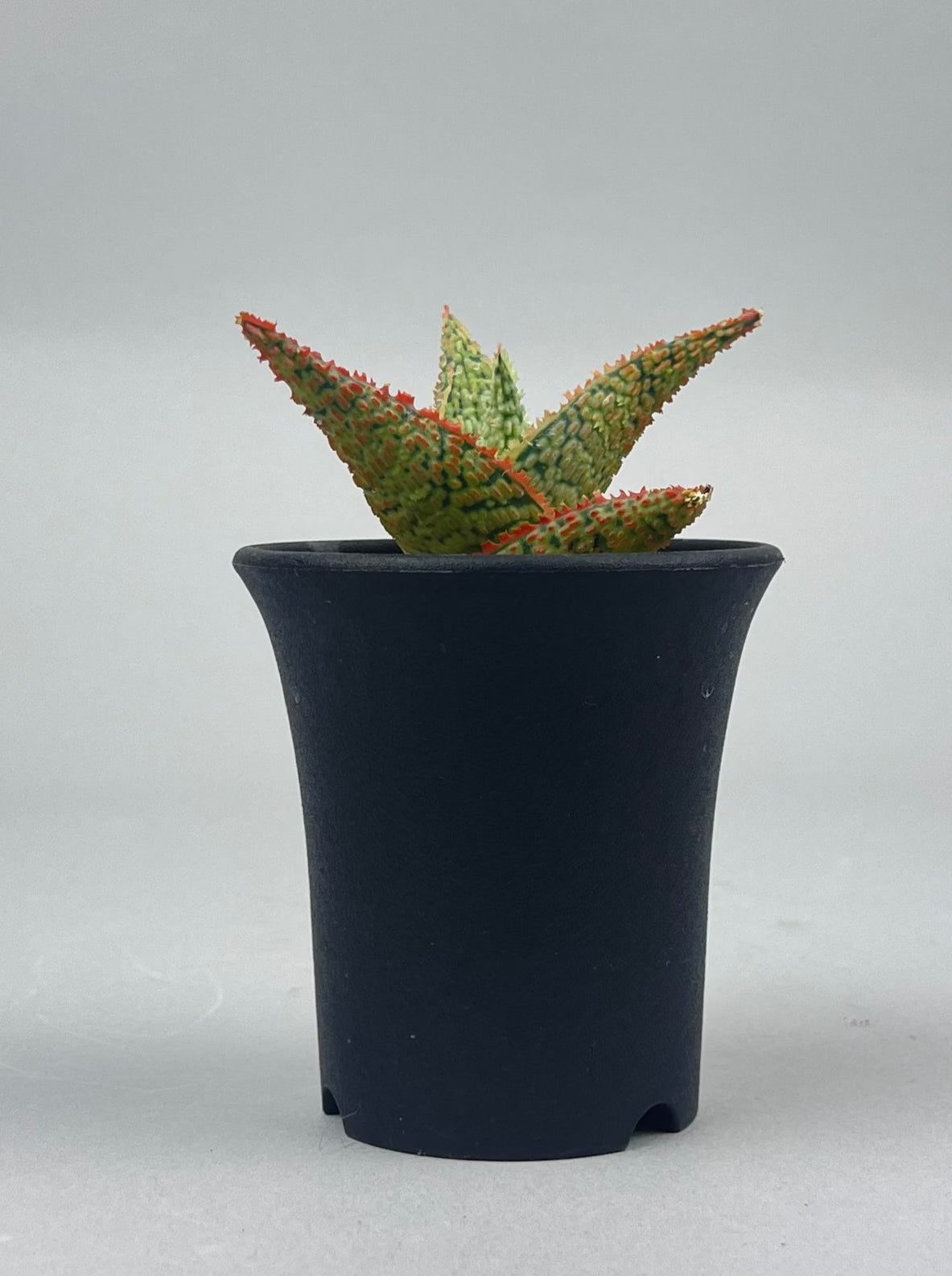 アロエ ハイブリッド「Aloe  hybrid」/AL0021　①