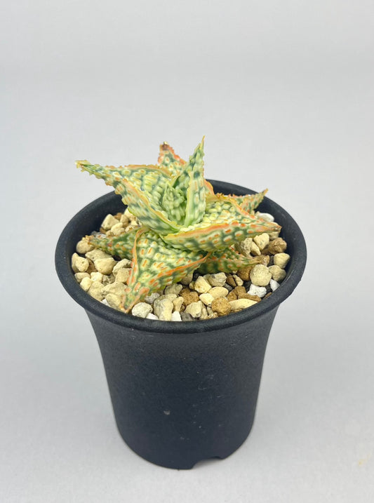 アロエ ハイブリッド「Aloe  hybrid」/AL0026　①