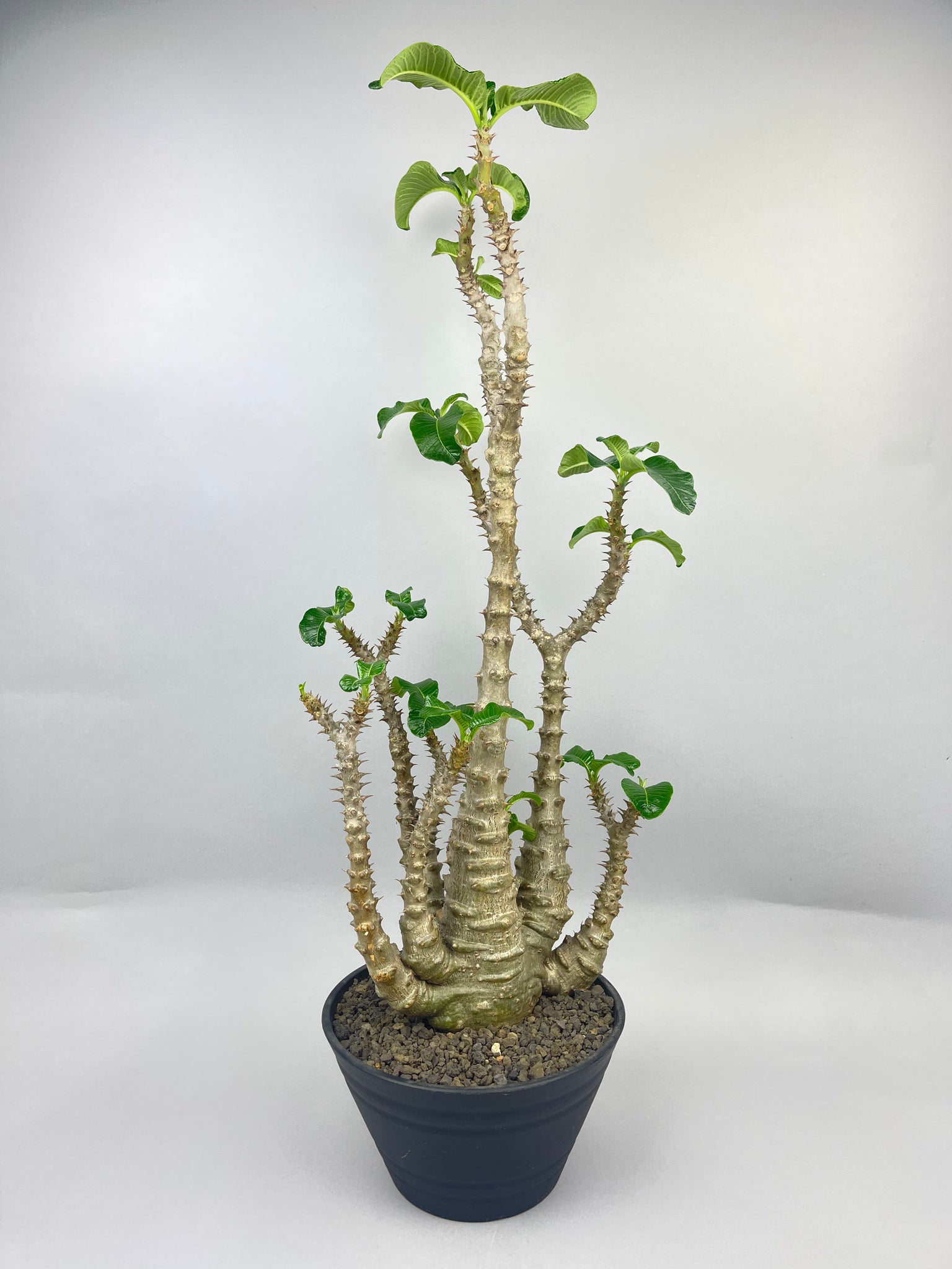 パキポディウム ウィンゾリー「Pachypodium baronii var. windsorii 」/PA0046 ⑤