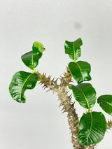  6