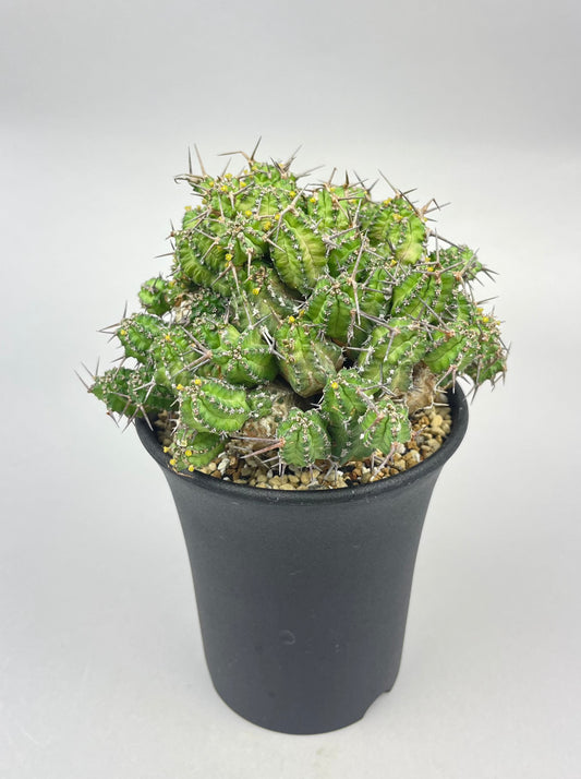 ユーフォルビア フィリプシアエ「Euphorbia  phillipsiae」/EU0056-1 　②
