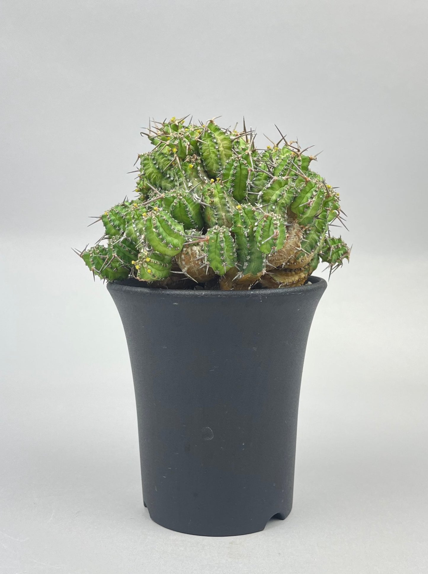 ユーフォルビア フィリプシアエ「Euphorbia  phillipsiae」/EU0056-1 　②