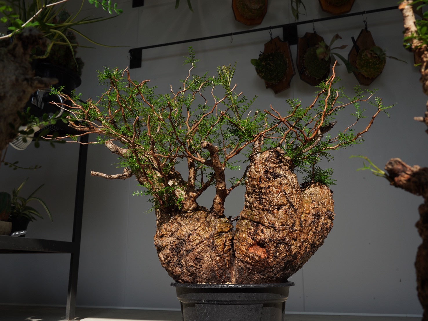 おしゃれな植木鉢や珍しい観葉植物を販売｜鉢と植物専門店 HACHI-8