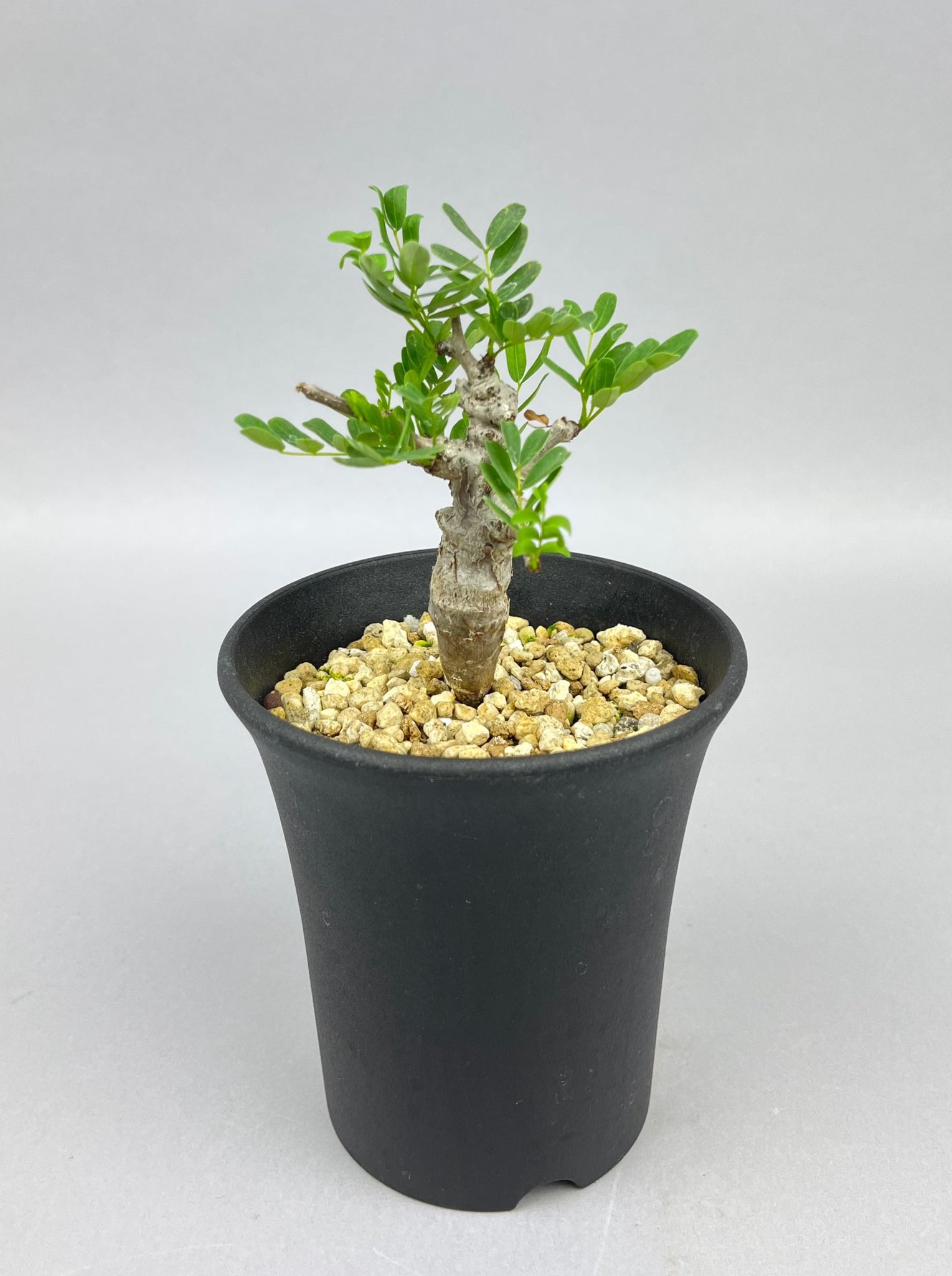 センナ メリディオナリス 実生「Senna meridionalis」/ET0327-5 ①