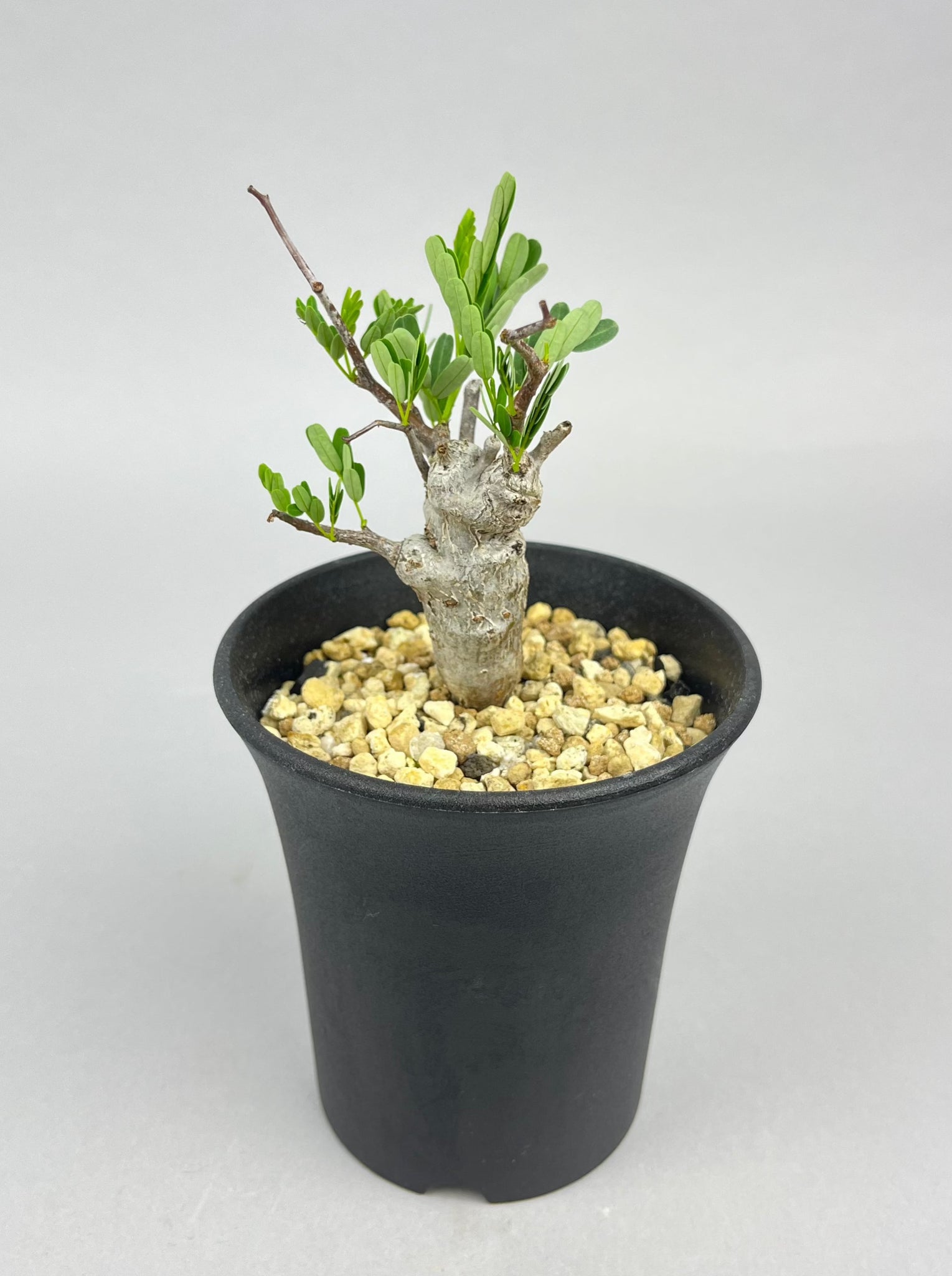 センナ メリディオナリス 実生「Senna meridionalis」/ET0327 ①