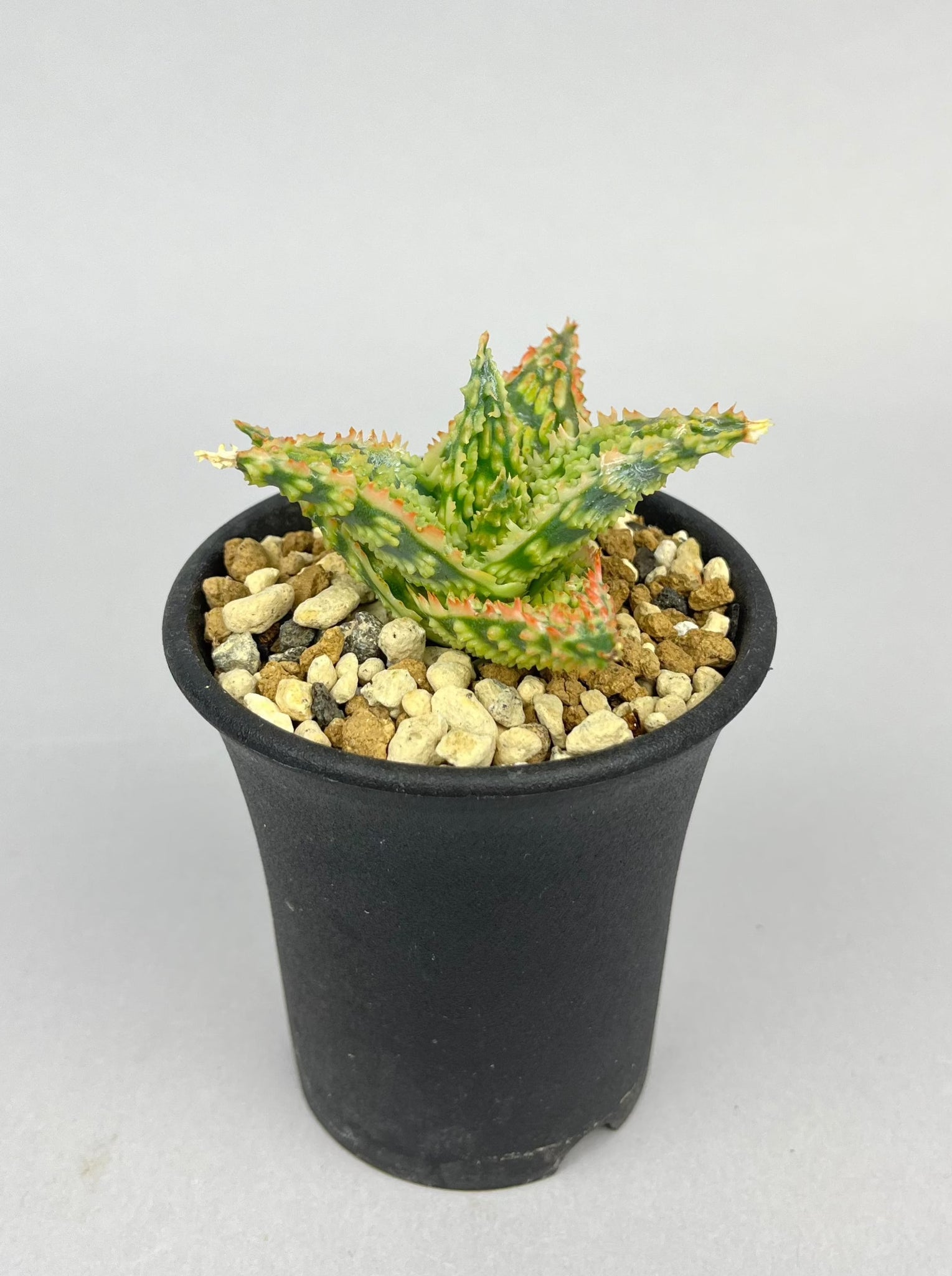 アロエ ハイブリッド「Aloe  hybrid」/AL0043　①