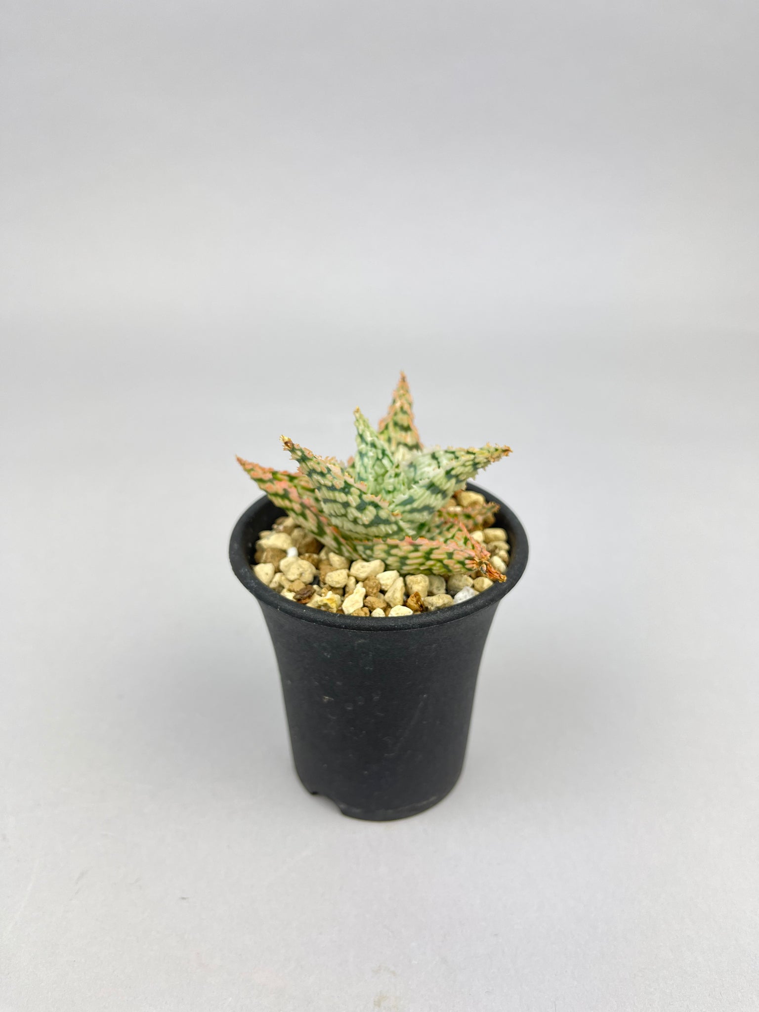 アロエ ハイブリッド「Aloe  hybrid」/AL0049　①