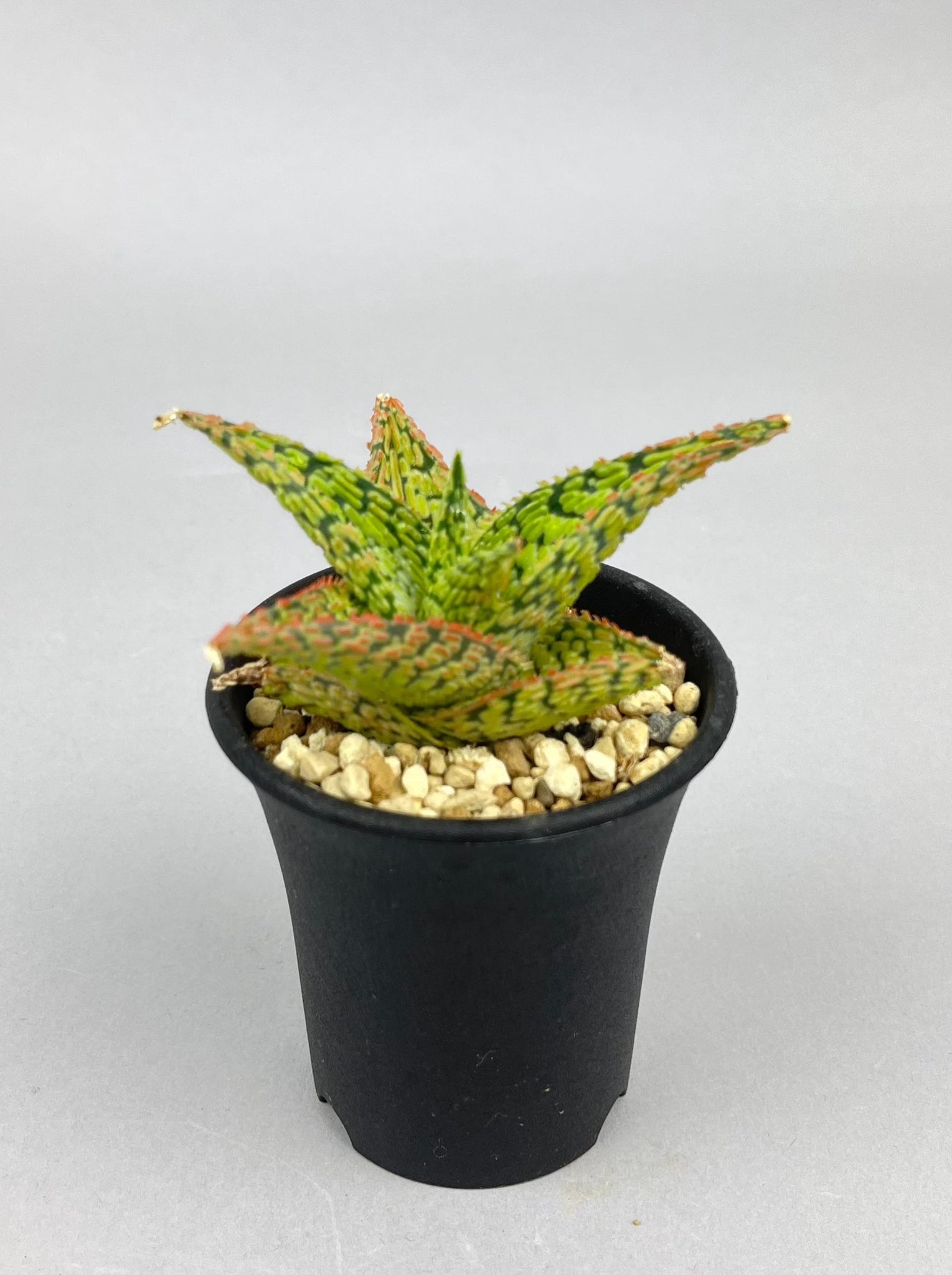 アロエ ハイブリッド「Aloe  hybrid」/AL0048　①