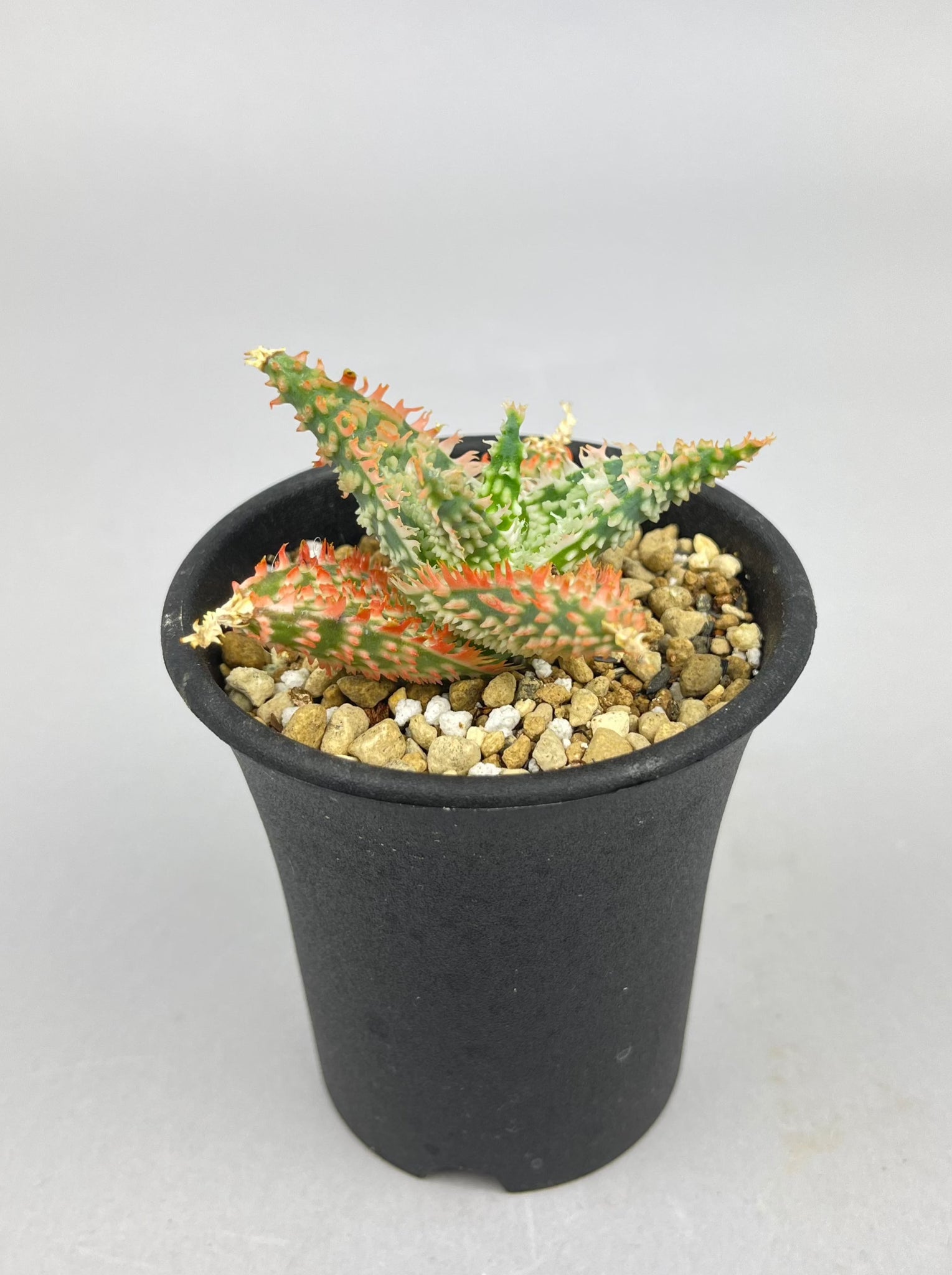 アロエ ハイブリッド「Aloe  hybrid」/AL0026　①