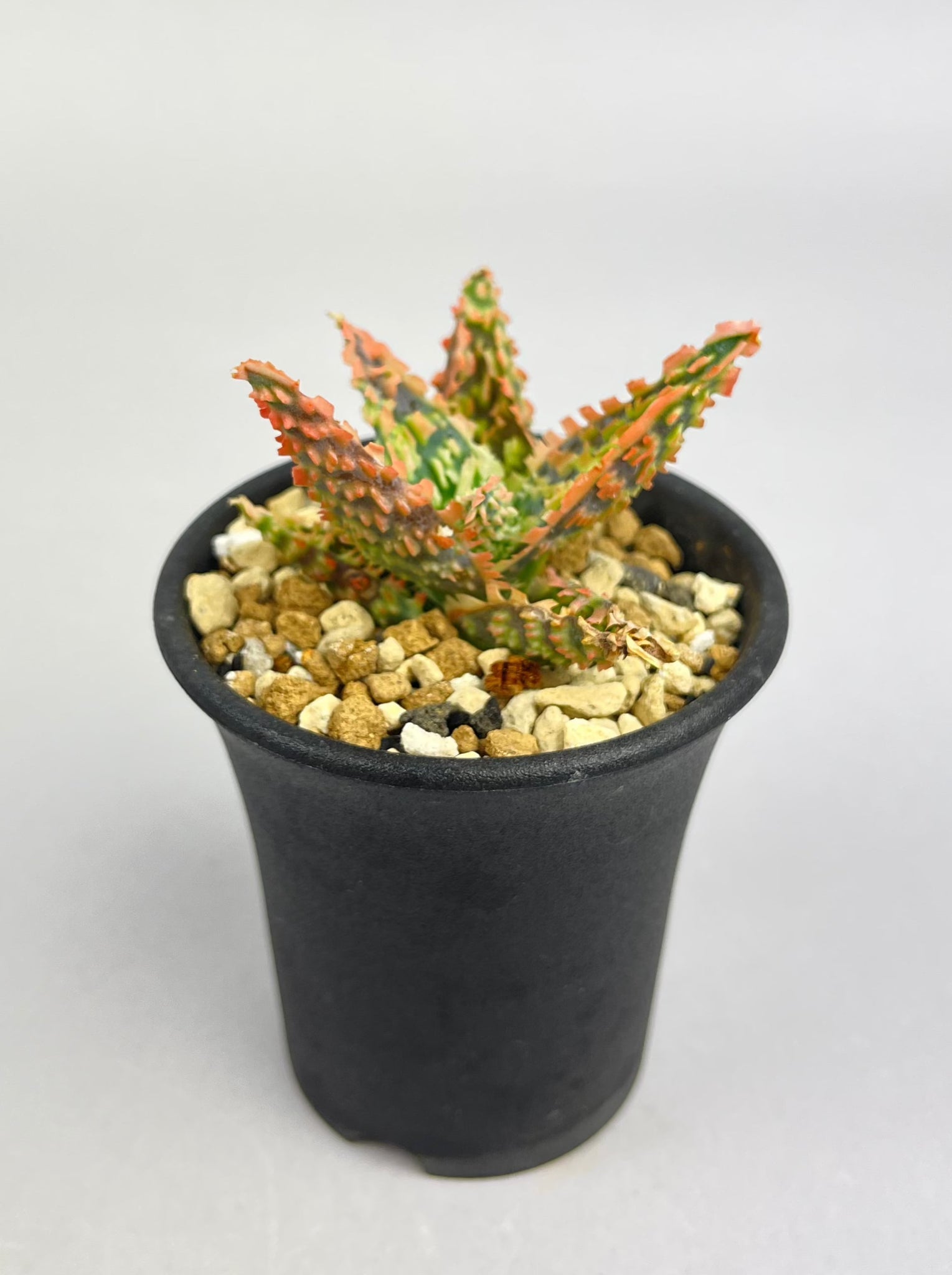 アロエ ハイブリッド「Aloe  hybrid」/AL0039　①