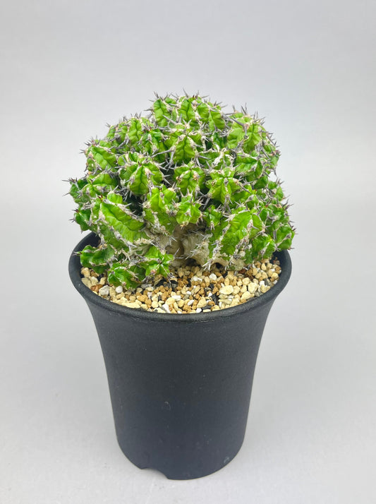 ユーフォルビア ミトリフォルミス「Euphorbia mitriformis」/EU0057-3　①