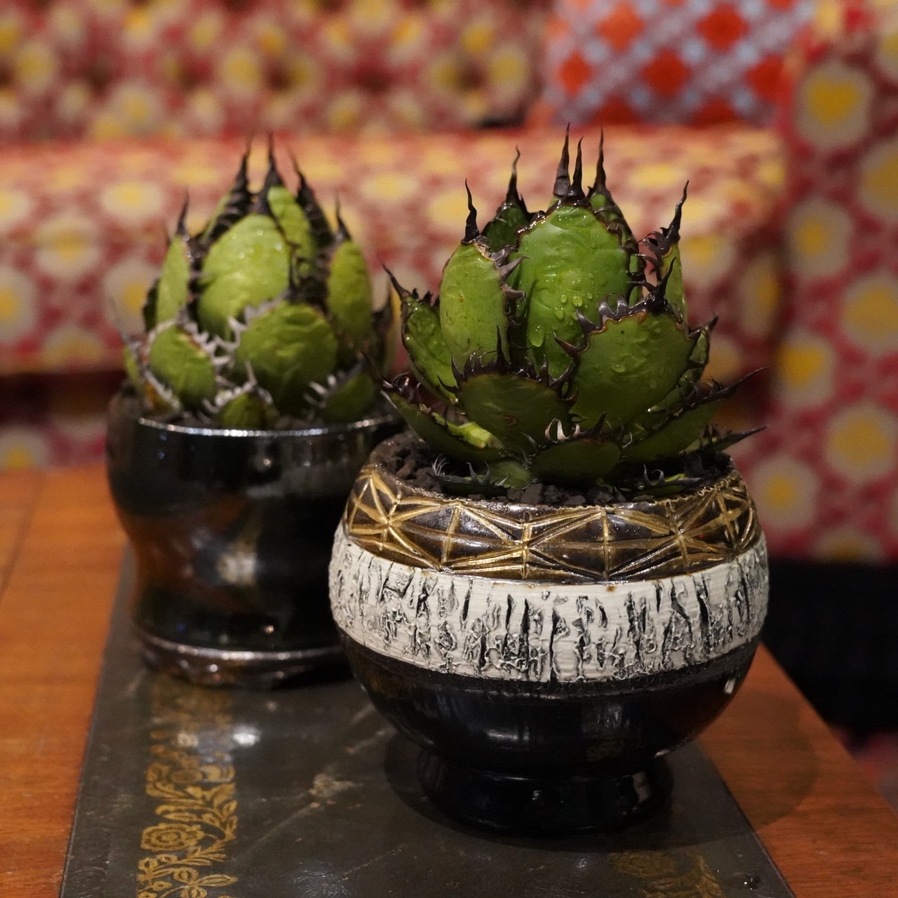 おしゃれな植木鉢や珍しい観葉植物を販売｜鉢と植物専門店 HACHI-8