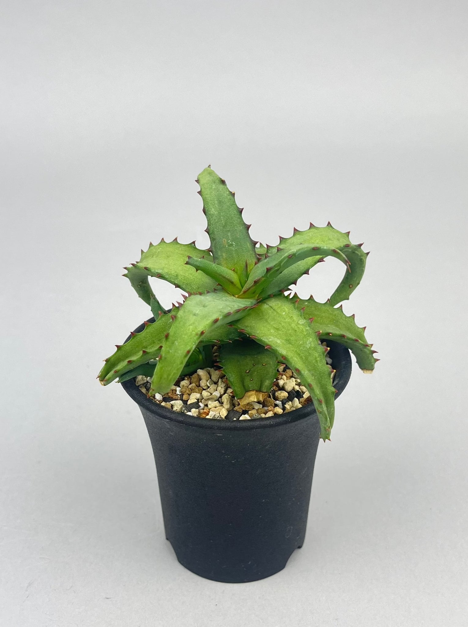 アロエ カスティロニアエ「Aloe castilloniae」/AL0005-8　①