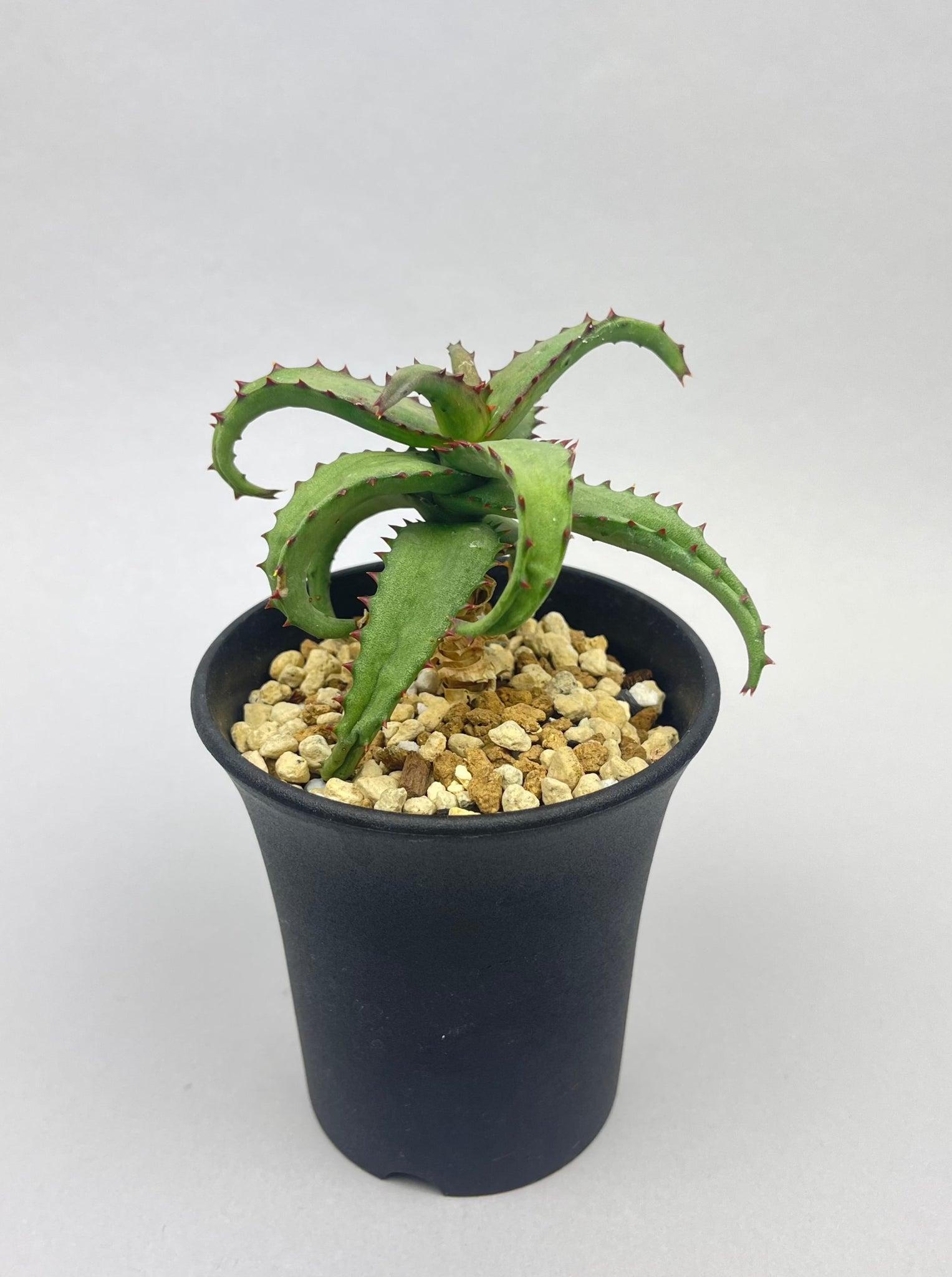 アロエ カスティロニアエ「Aloe castilloniae」/AL0005-14　①