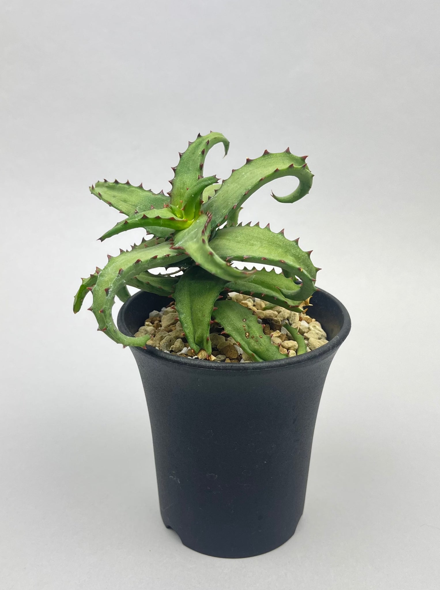 アロエ カスティロニアエ「Aloe castilloniae」/AL0005-12　①