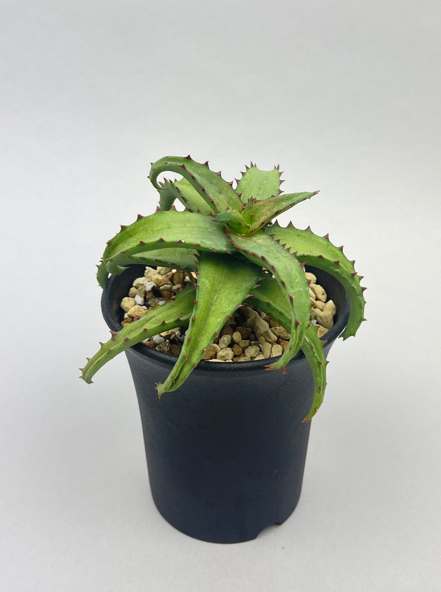 アロエ カスティロニアエ「Aloe castilloniae」/AL0005-9　①