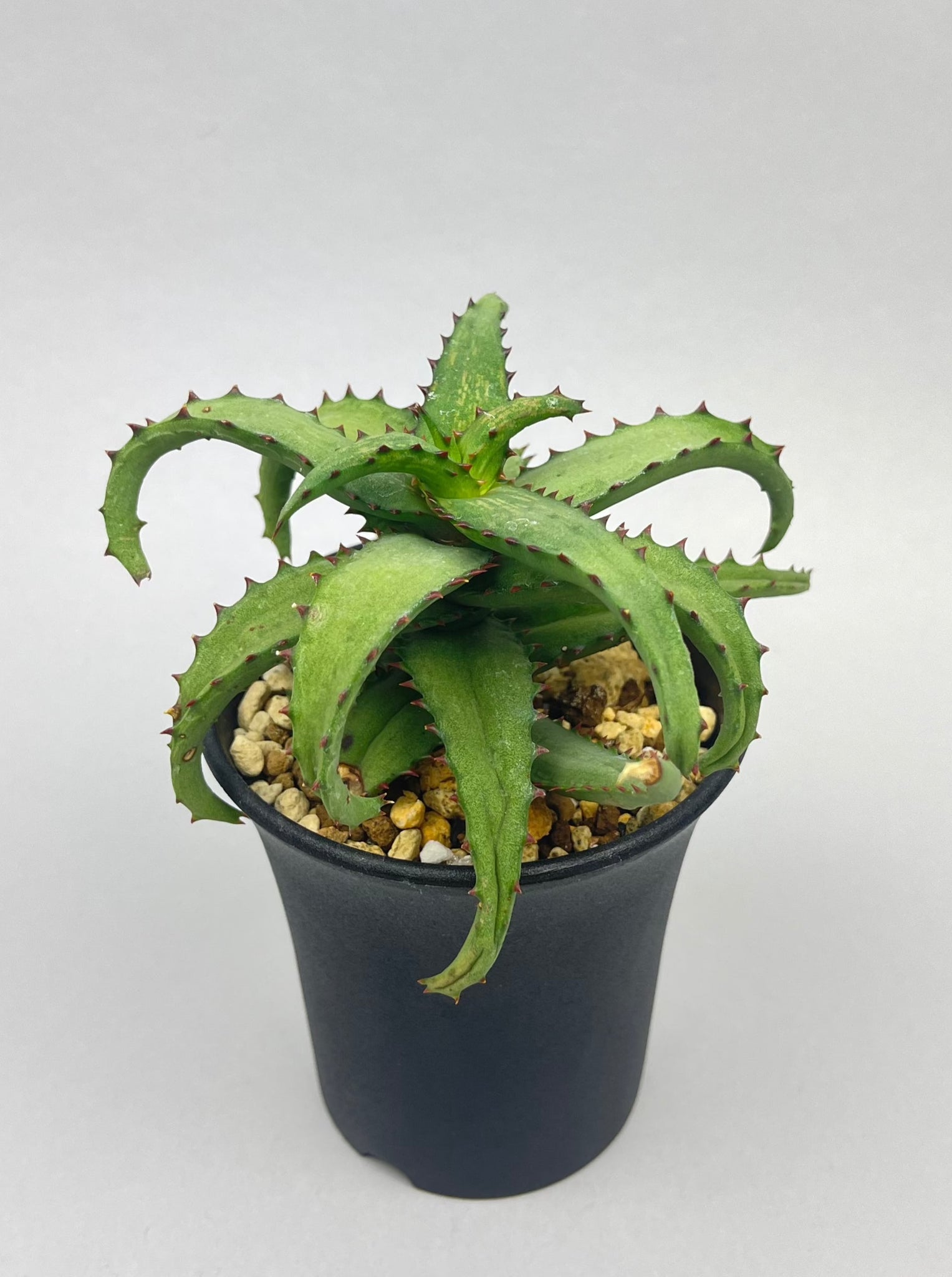アロエ カスティロニアエ「Aloe castilloniae」/AL0005-13　①