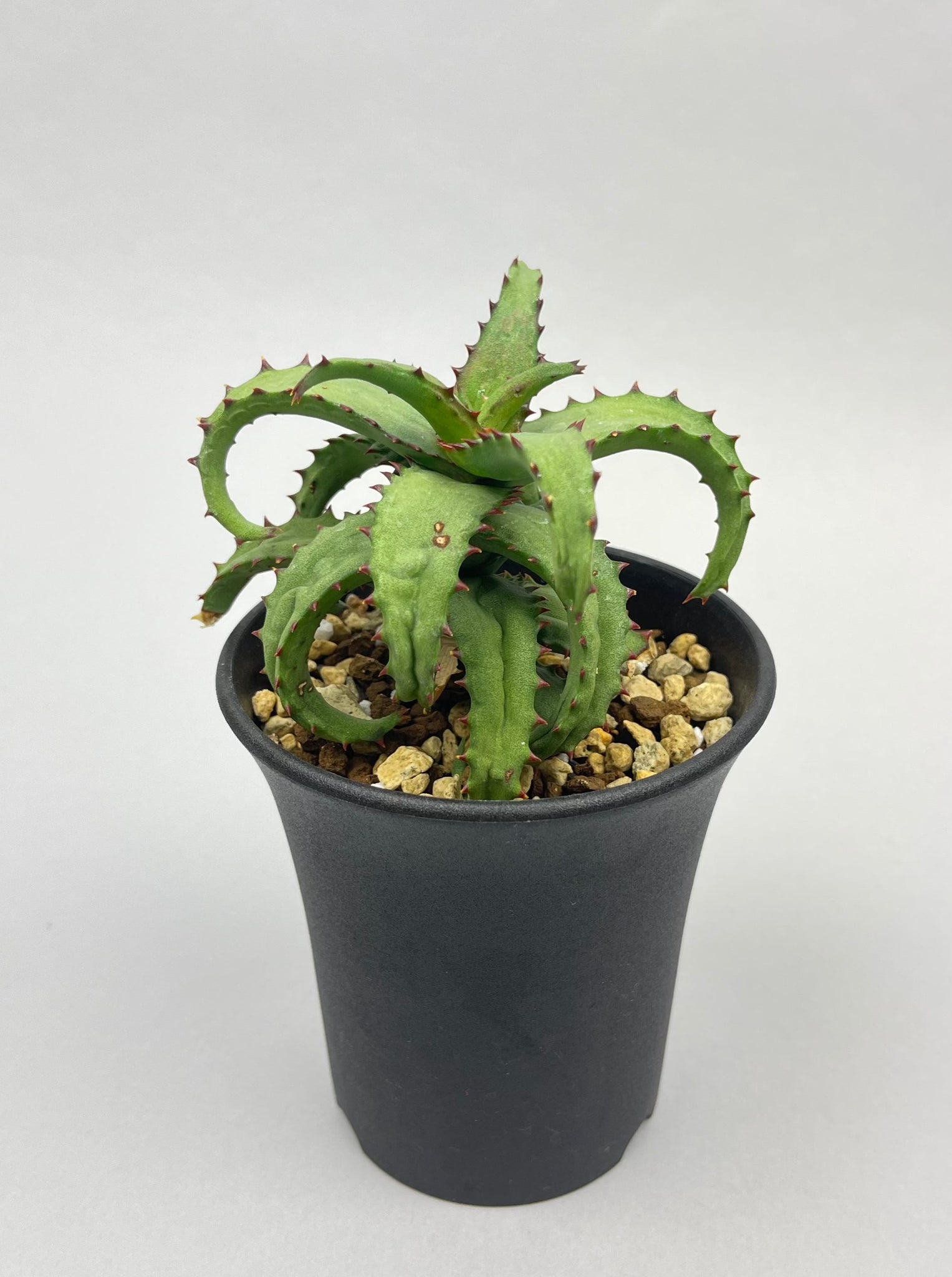 アロエ カスティロニアエ「Aloe castilloniae」/AL0005-2　①