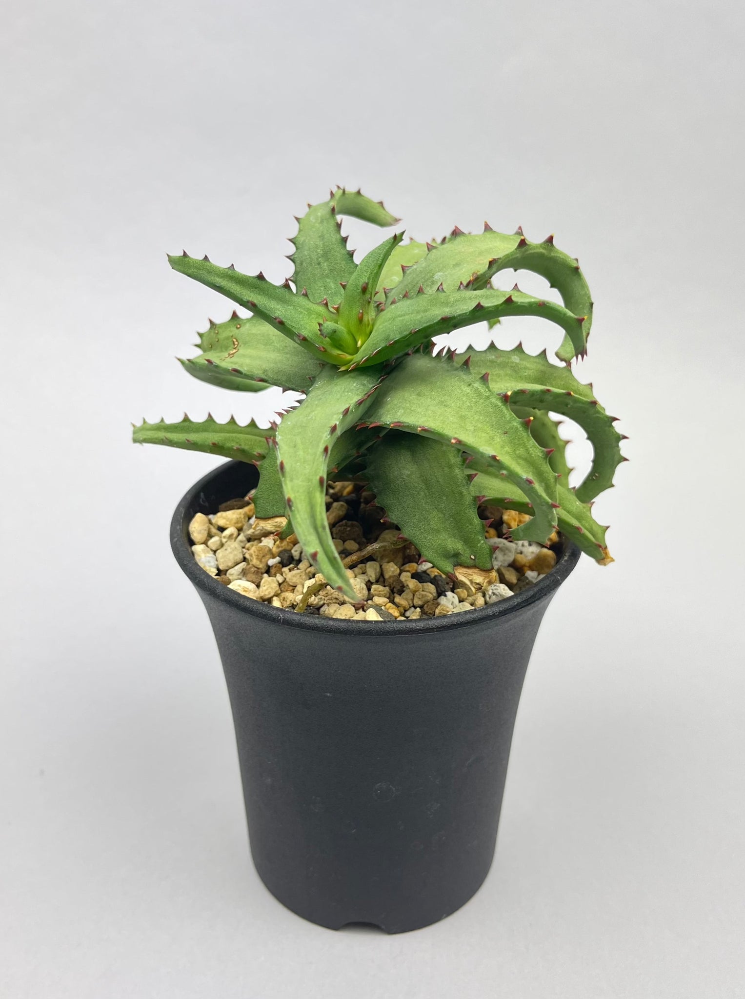 アロエ カスティロニアエ「Aloe castilloniae」/AL0005-11　①