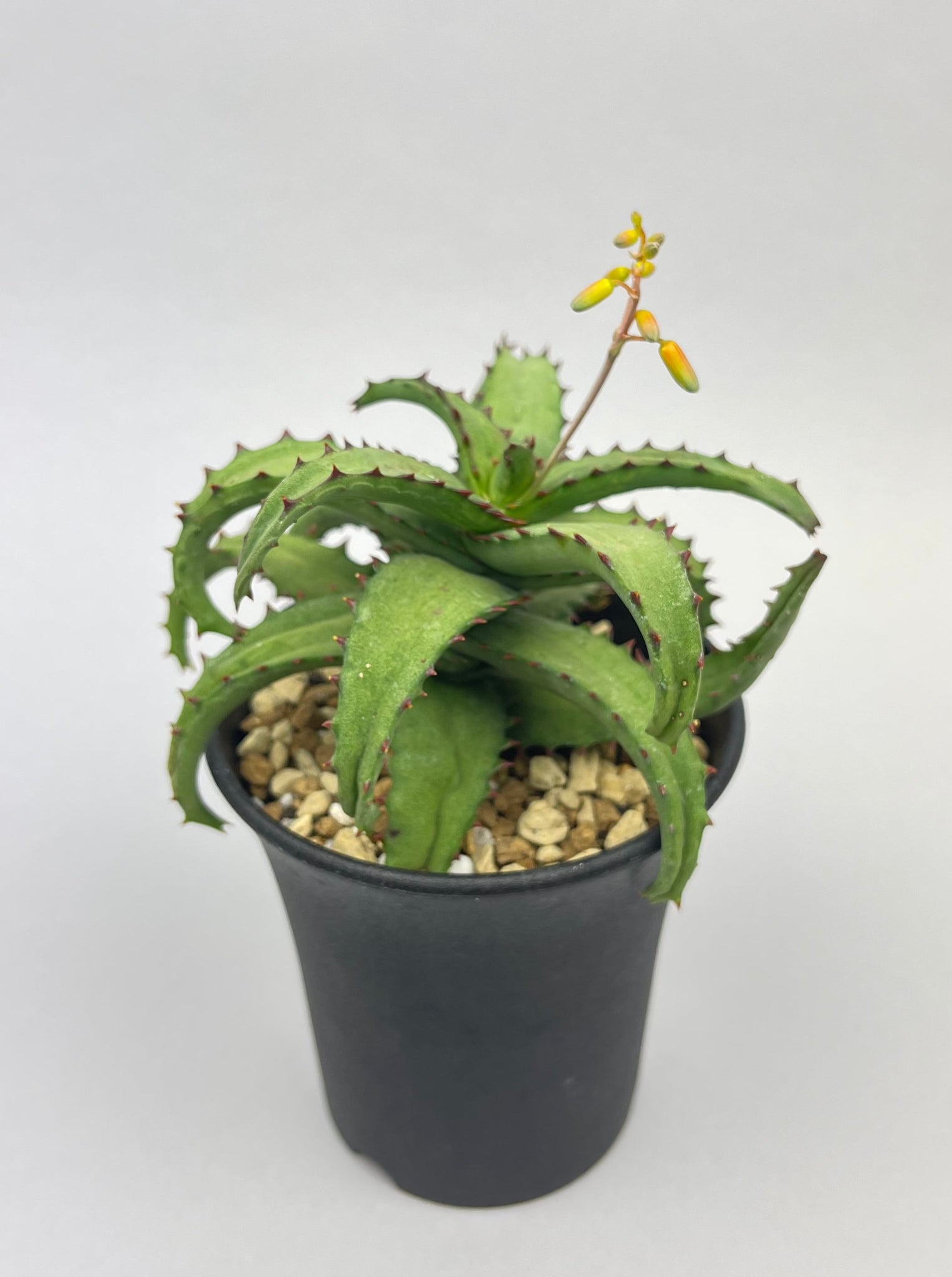 アロエ カスティロニアエ「Aloe castilloniae」/AL0005-1　①