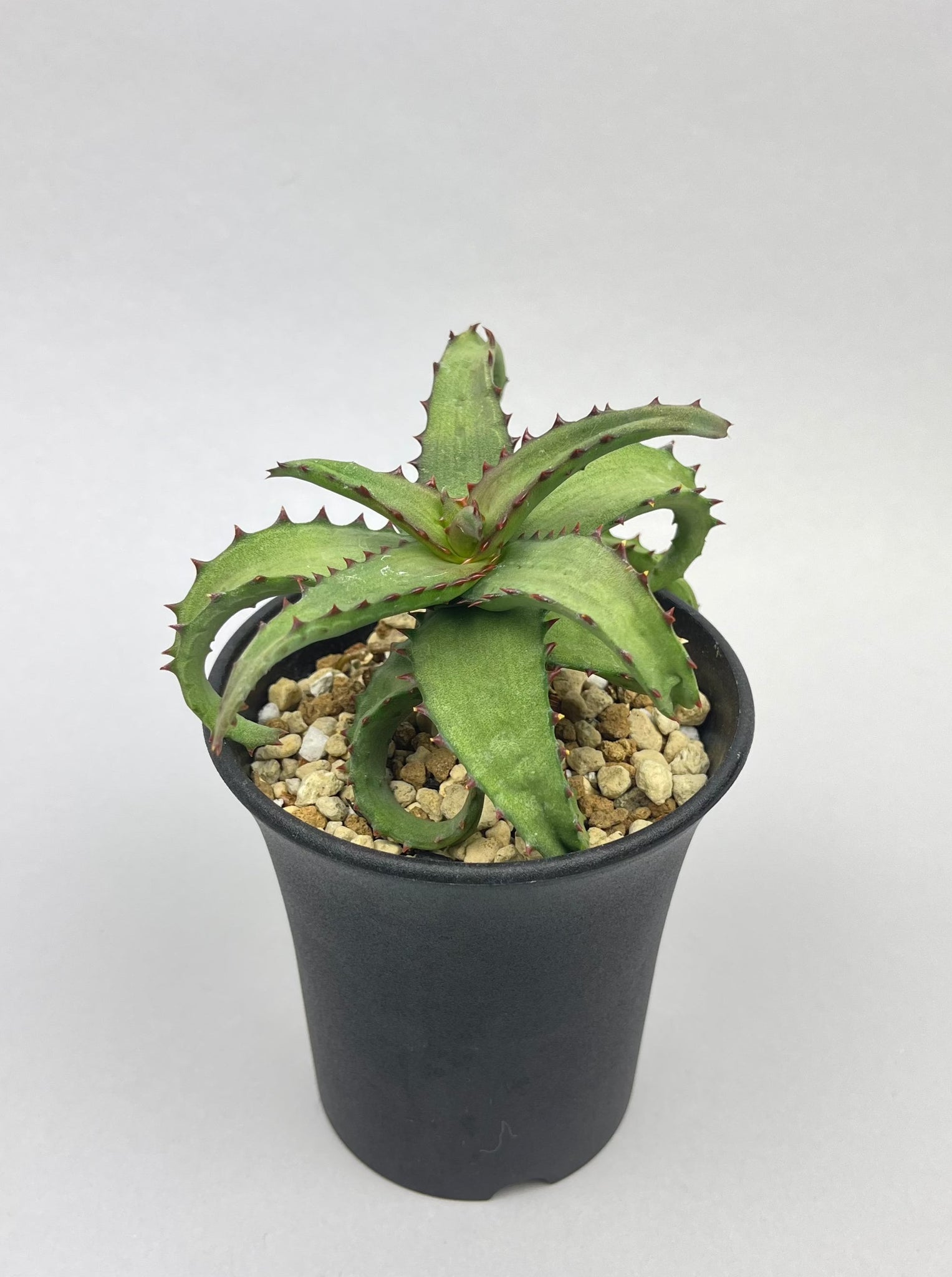 アロエ カスティロニアエ「Aloe castilloniae」/AL0005-15　①