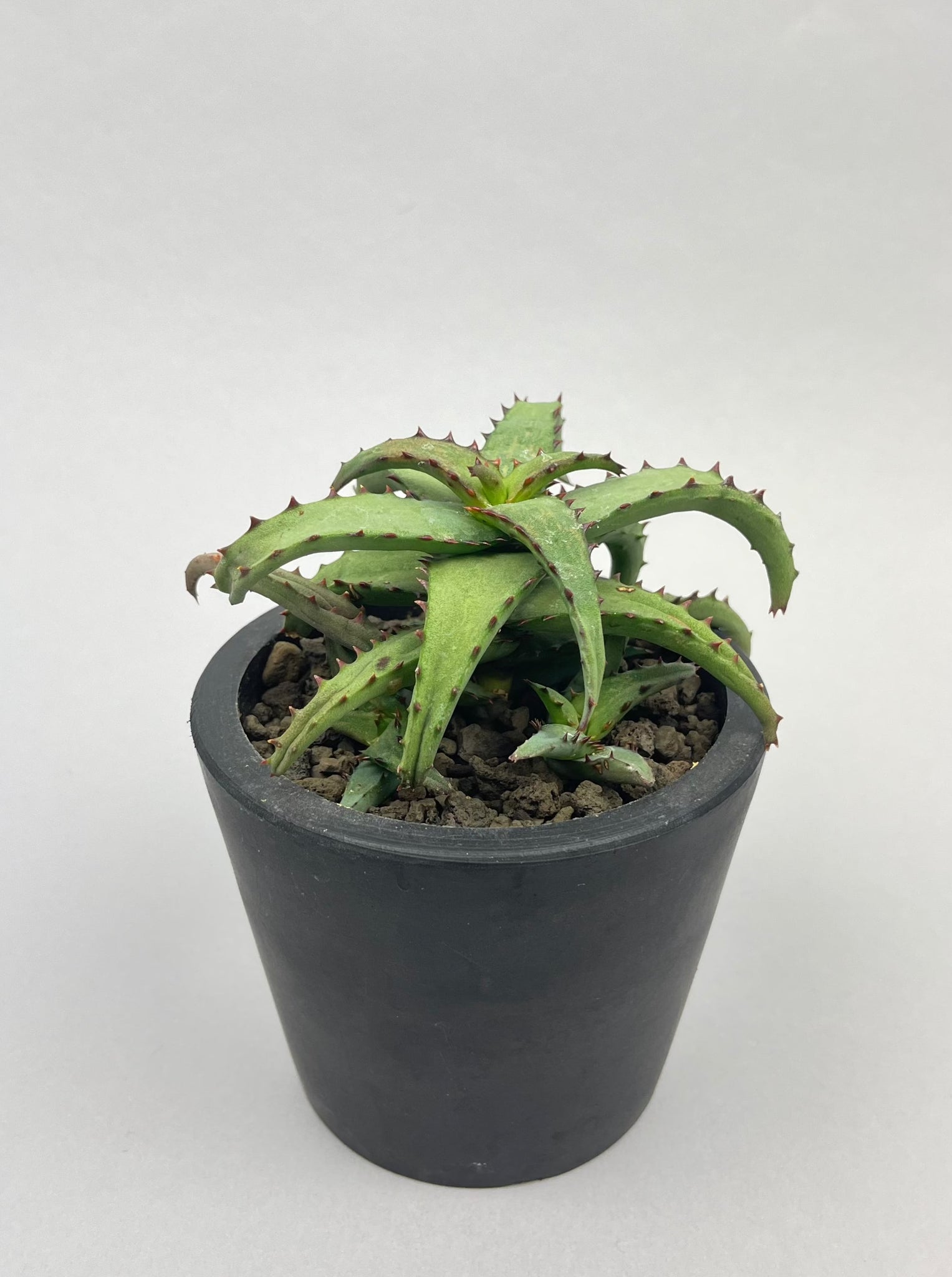 アロエ カスティロニアエ「Aloe castilloniae」/AL0005　①