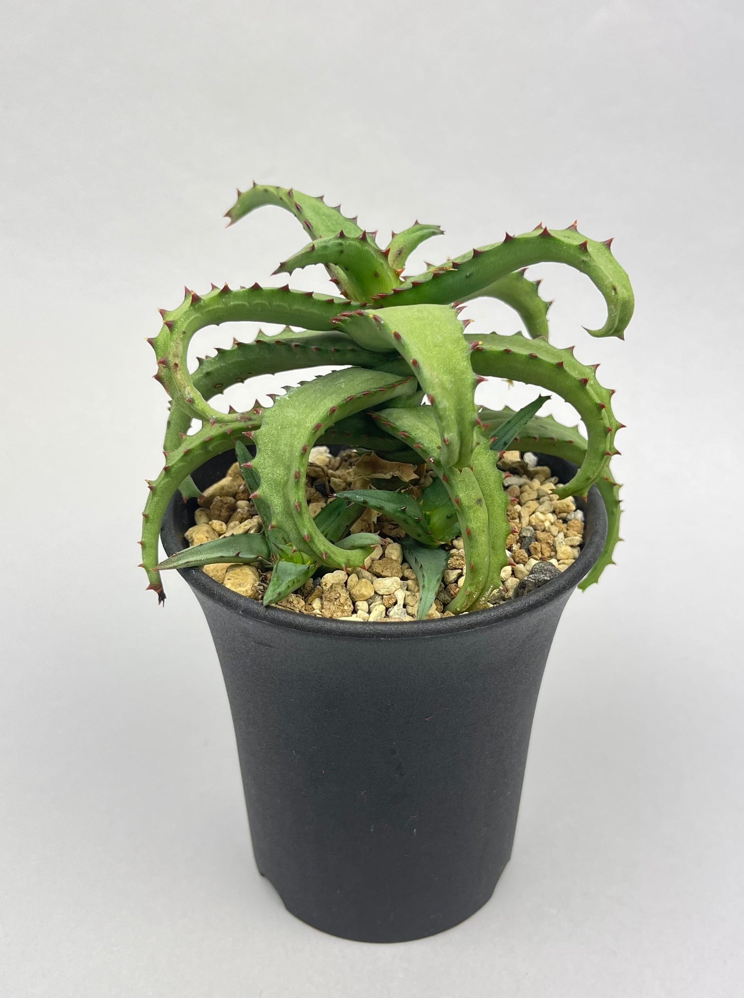 アロエ カスティロニアエ「Aloe castilloniae」/AL0005-4　①