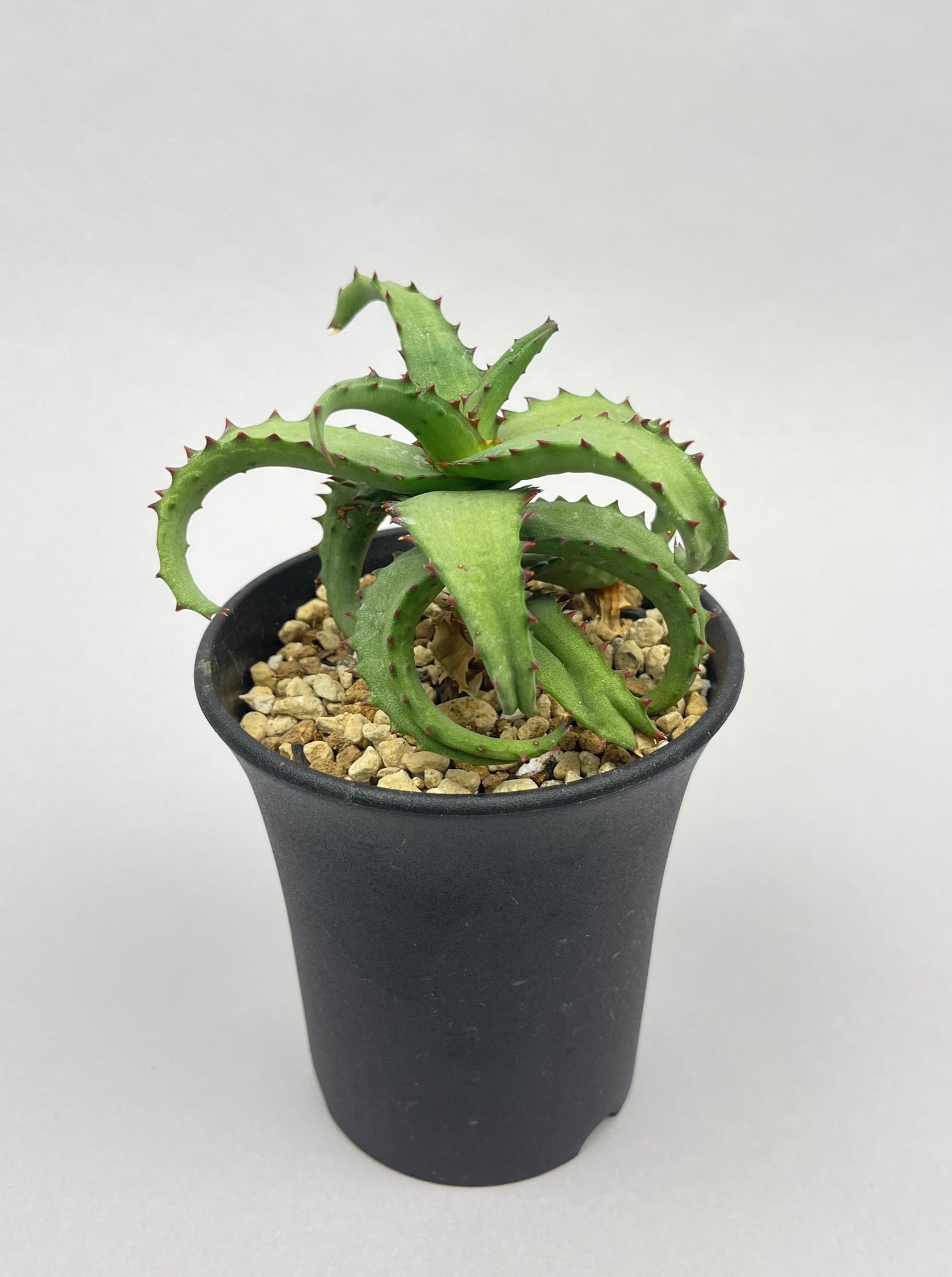アロエ カスティロニアエ「Aloe castilloniae」/AL0005-7　①
