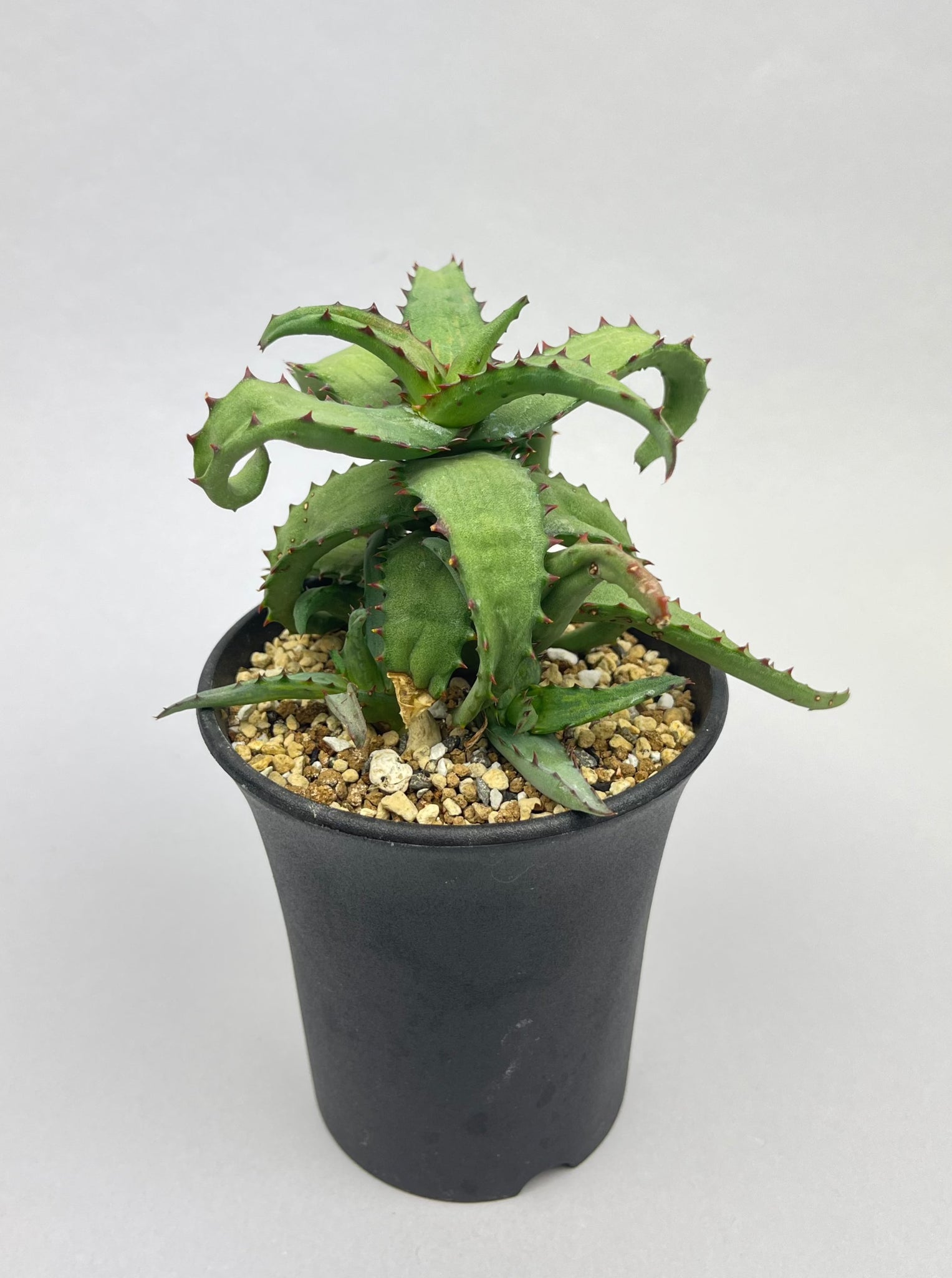 アロエ カスティロニアエ「Aloe castilloniae」/AL0005-3　①