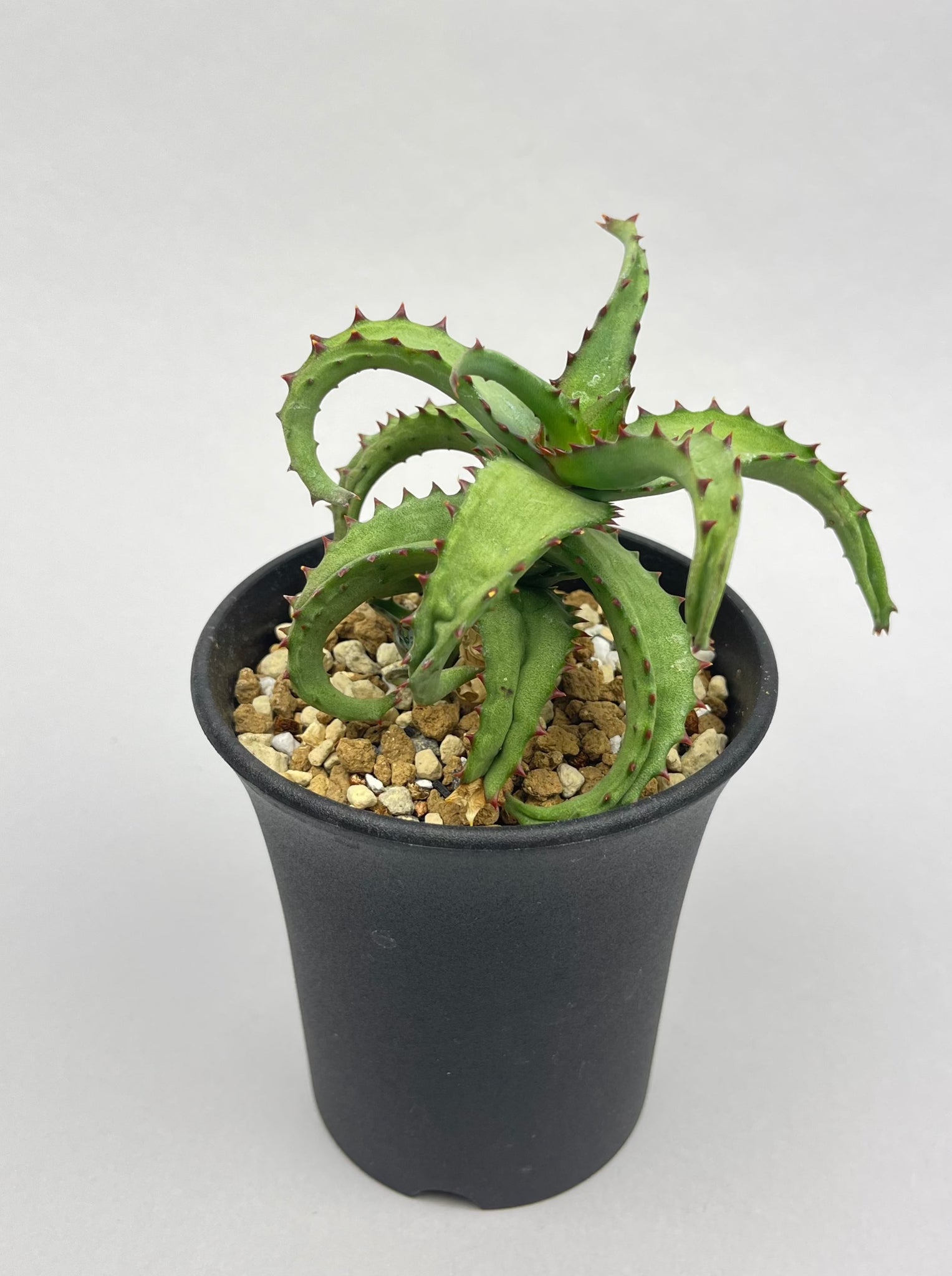アロエ カスティロニアエ「Aloe castilloniae」/AL0005-5　①