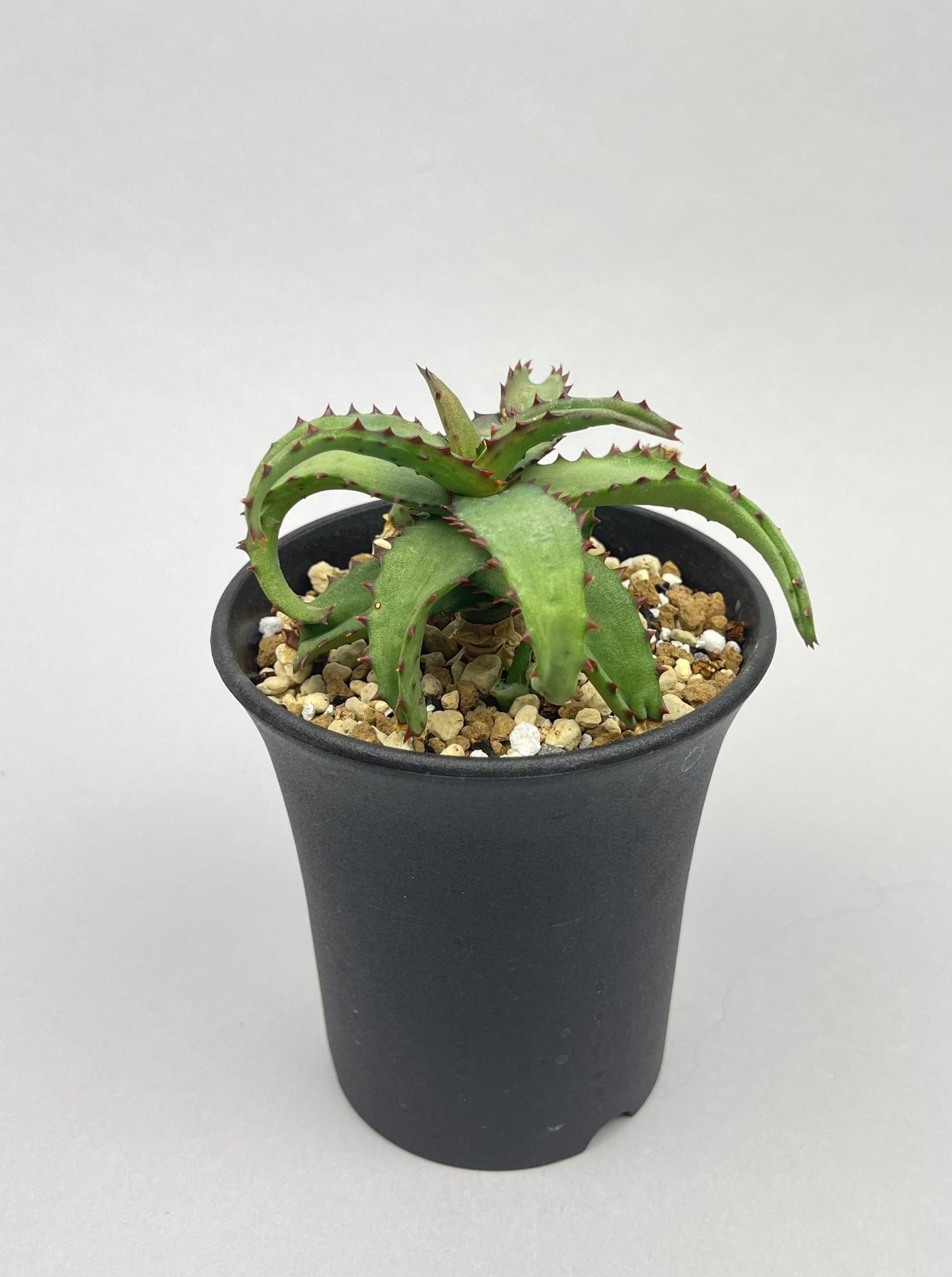 アロエ カスティロニアエ「Aloe castilloniae」/AL0005-6　①
