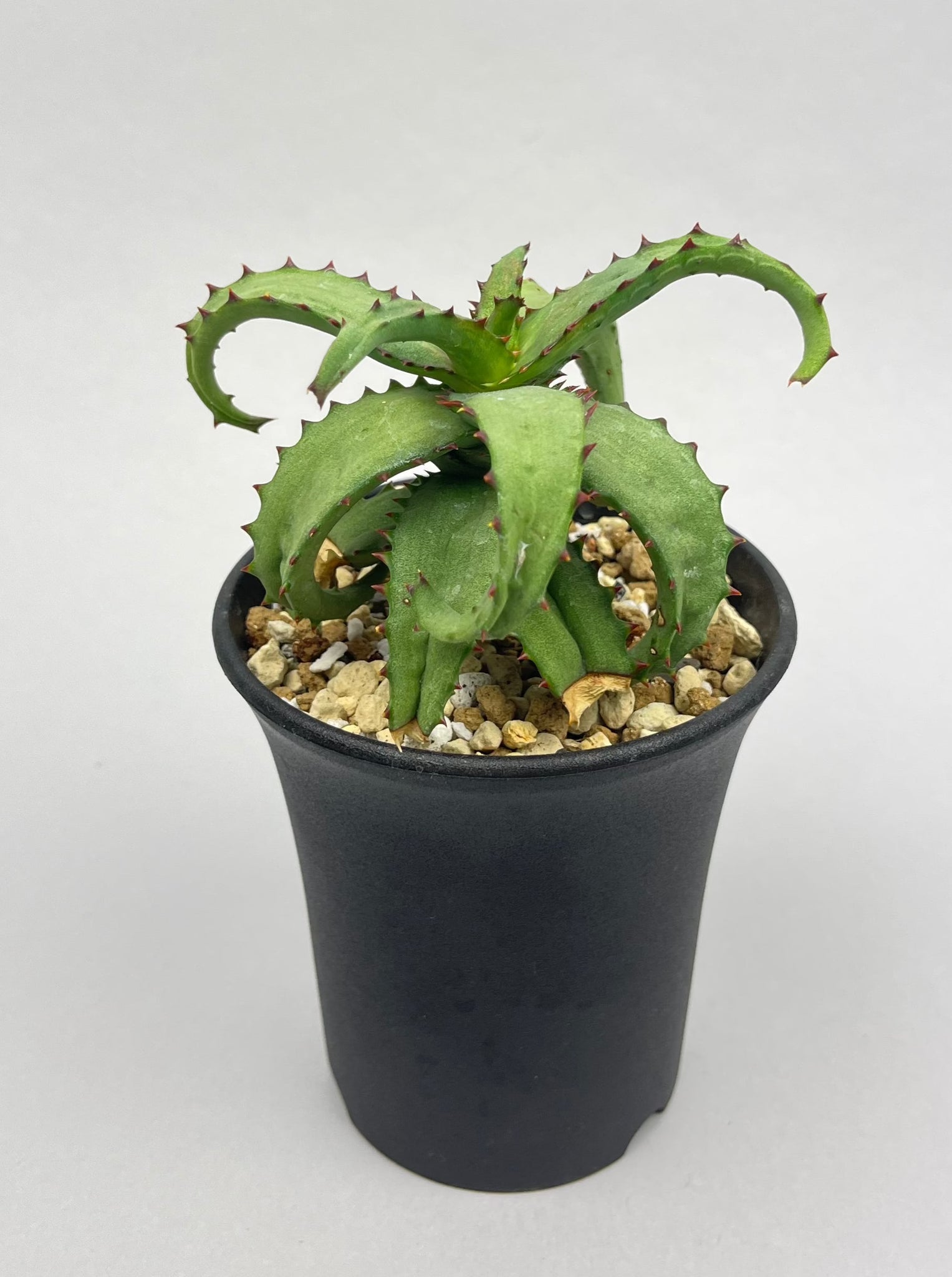 アロエ カスティロニアエ「Aloe castilloniae」/AL0005-17　①