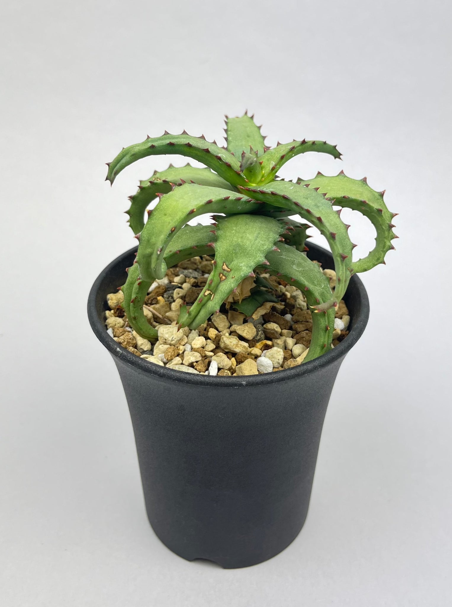 アロエ カスティロニアエ「Aloe castilloniae」/AL0005-16　①