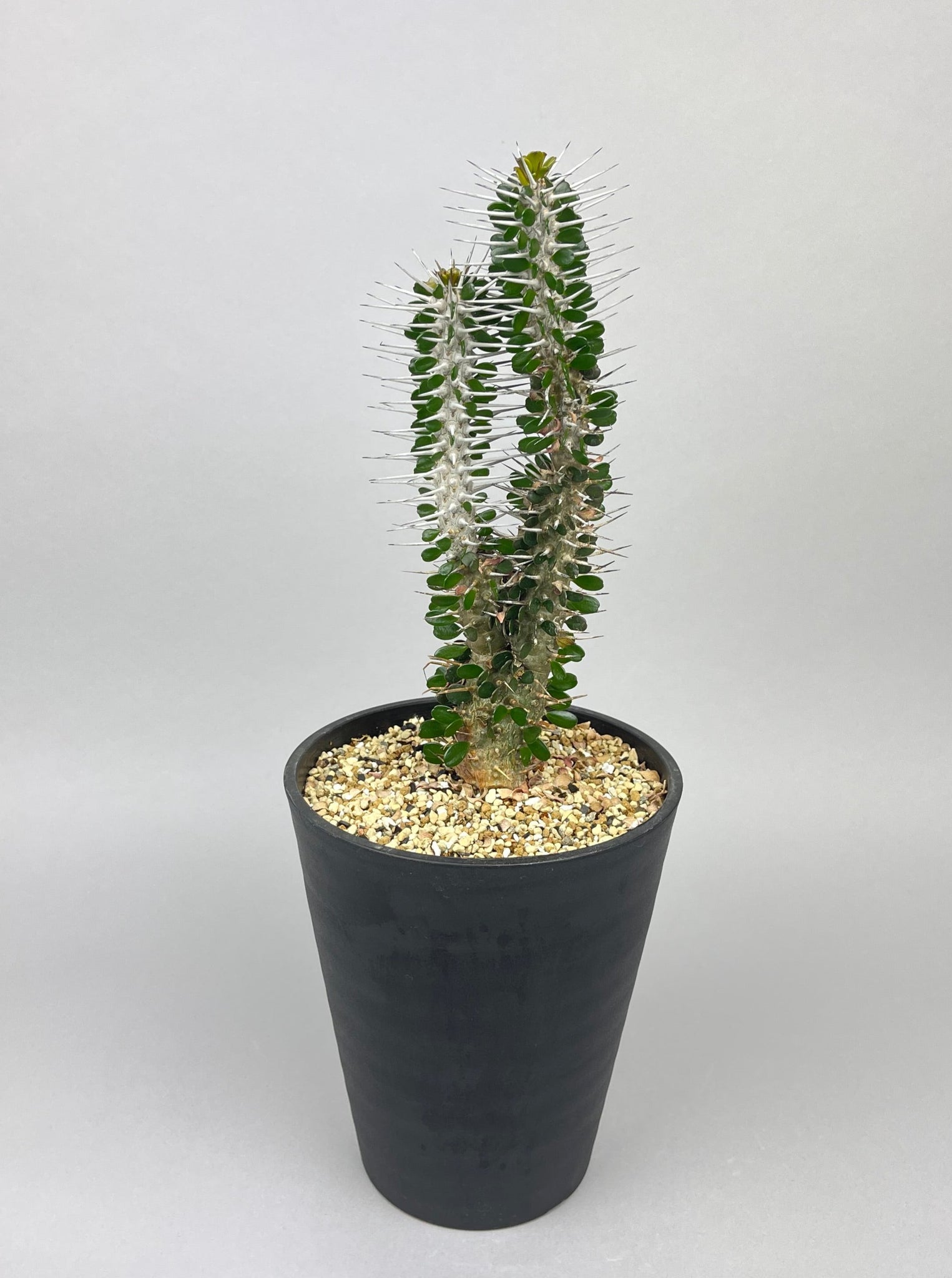 アローディア モンタグナッキー「Alluaudia montagnacii 」/ET0357−1　④