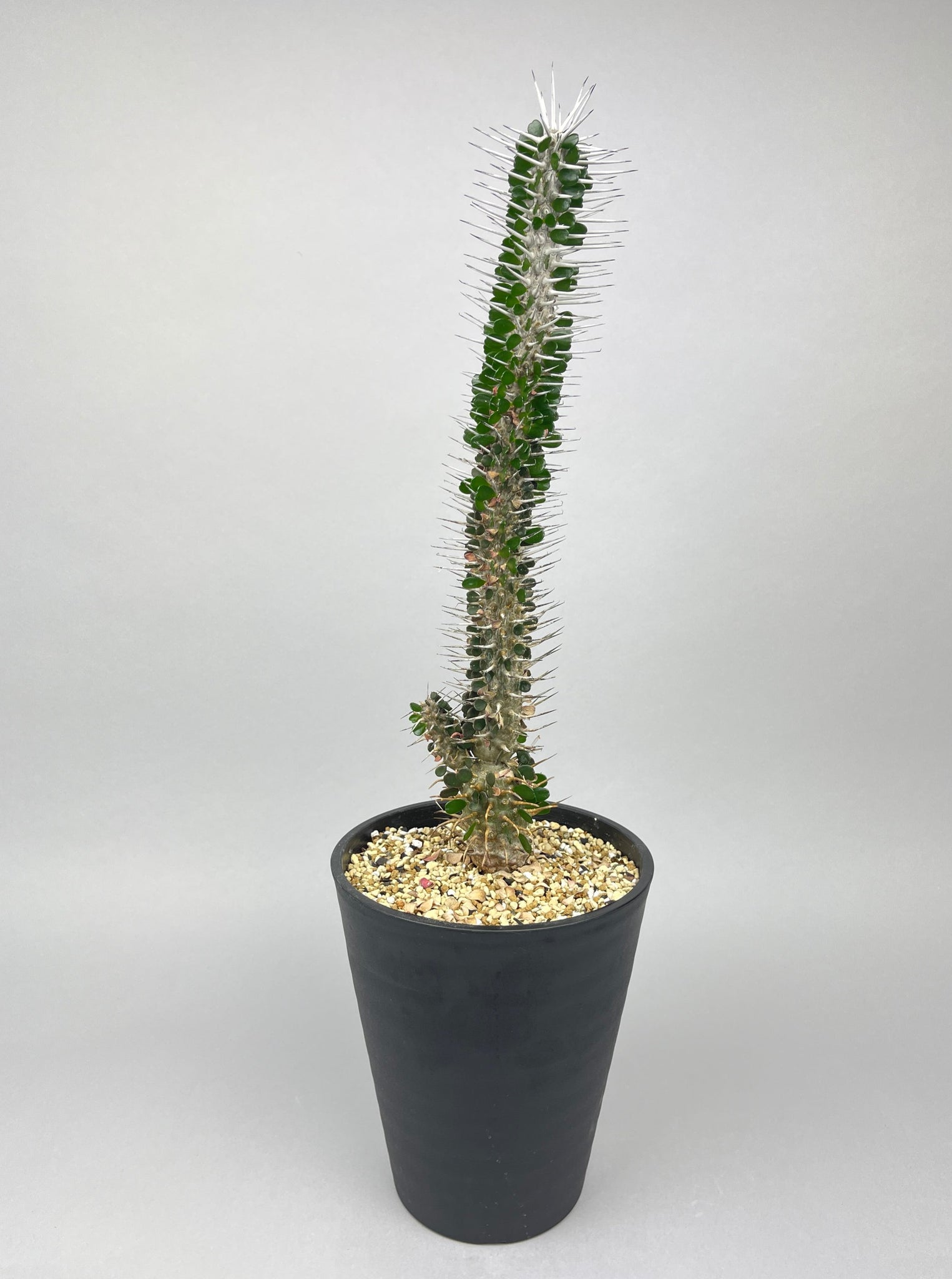 アローディア モンタグナッキー「Alluaudia montagnacii 」/ET0357−3　④