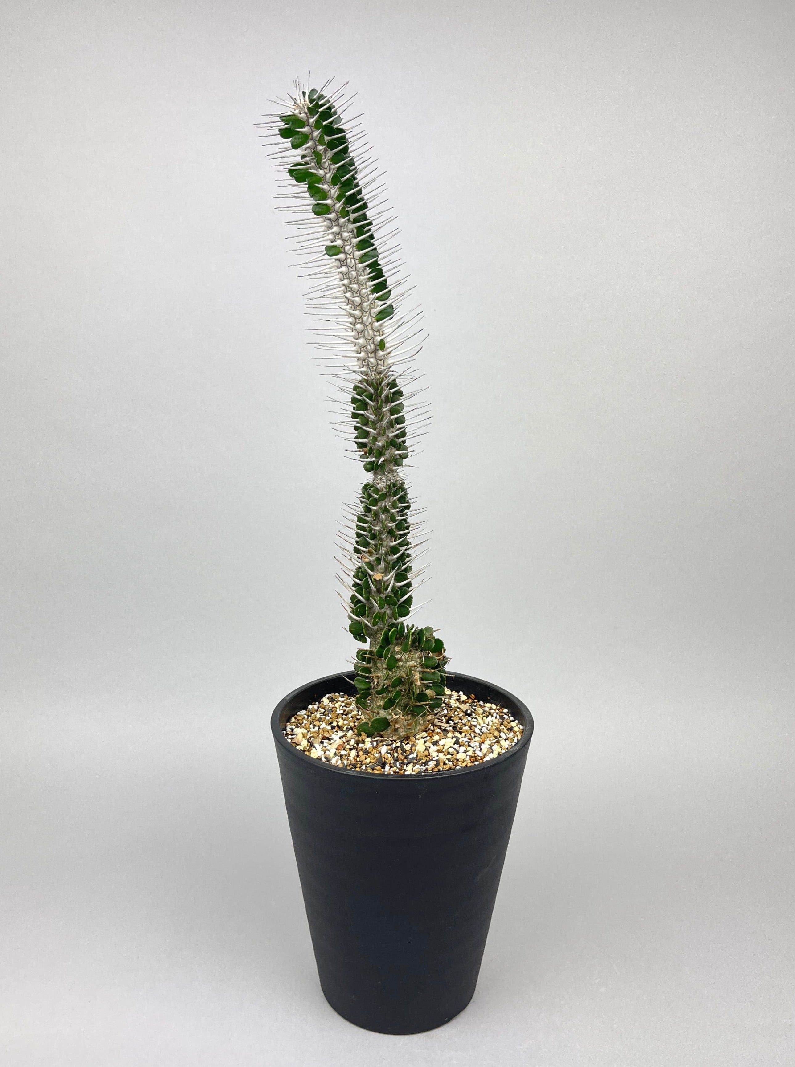 植物/その他植物 – Hachi-8