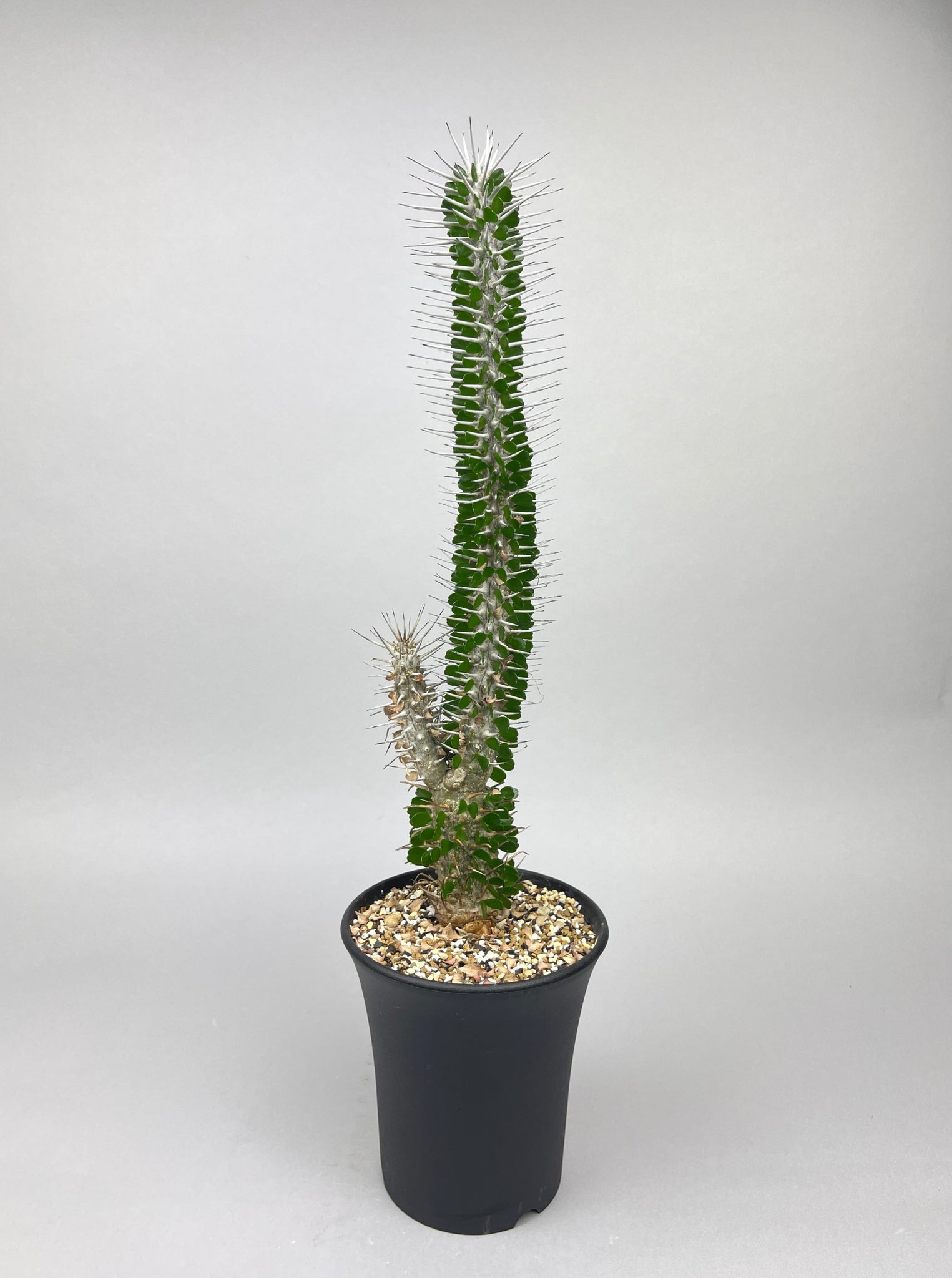 アローディア モンタグナッキー「Alluaudia montagnacii 」/ET0357-6　④